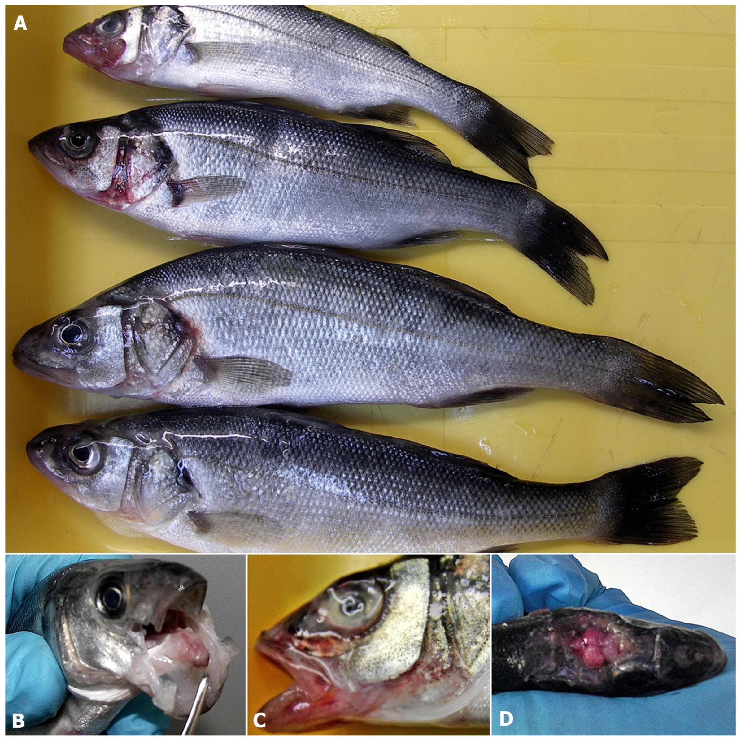 Pathogens 11 00418 g002