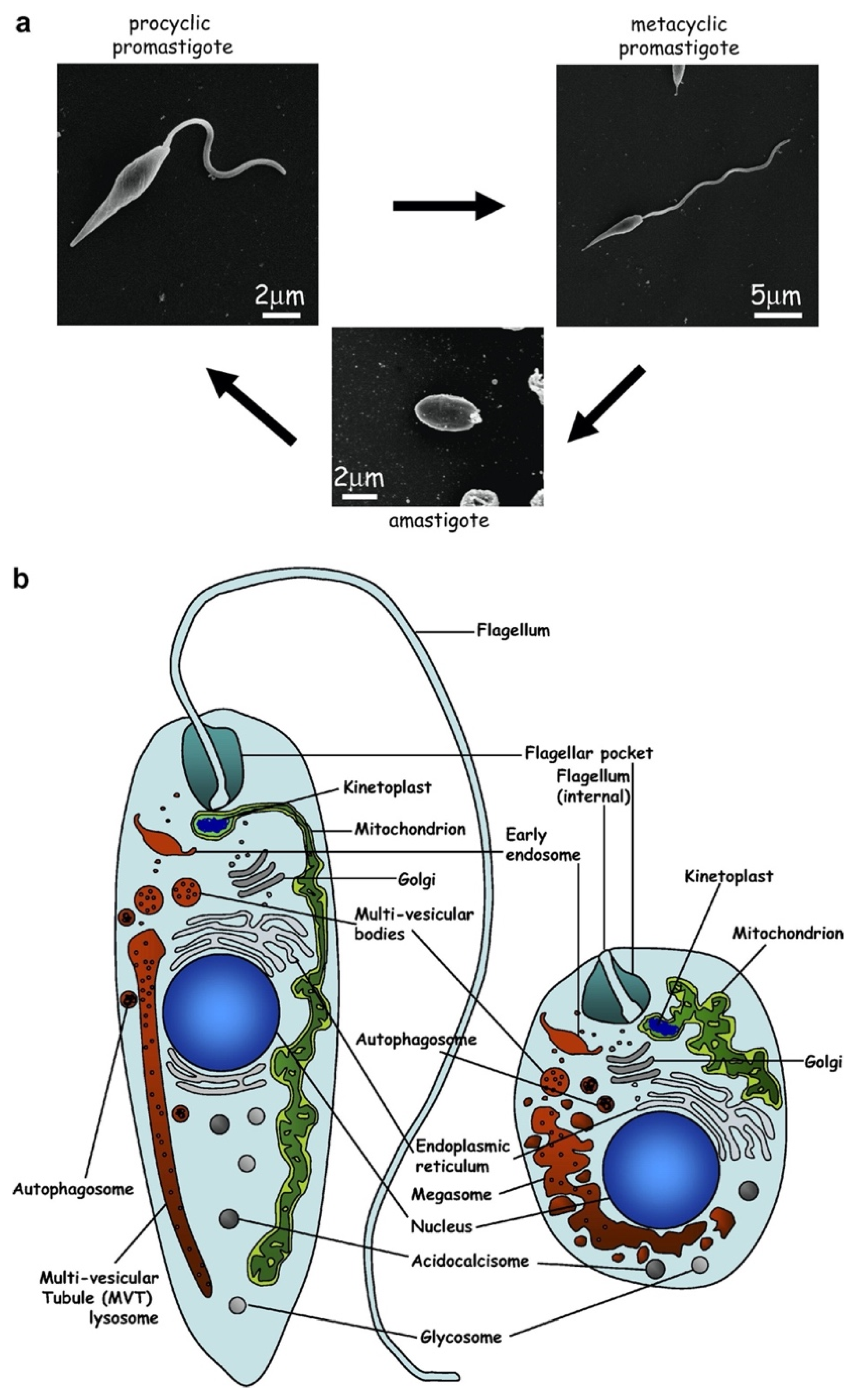 Pathogens 11 00447 g001