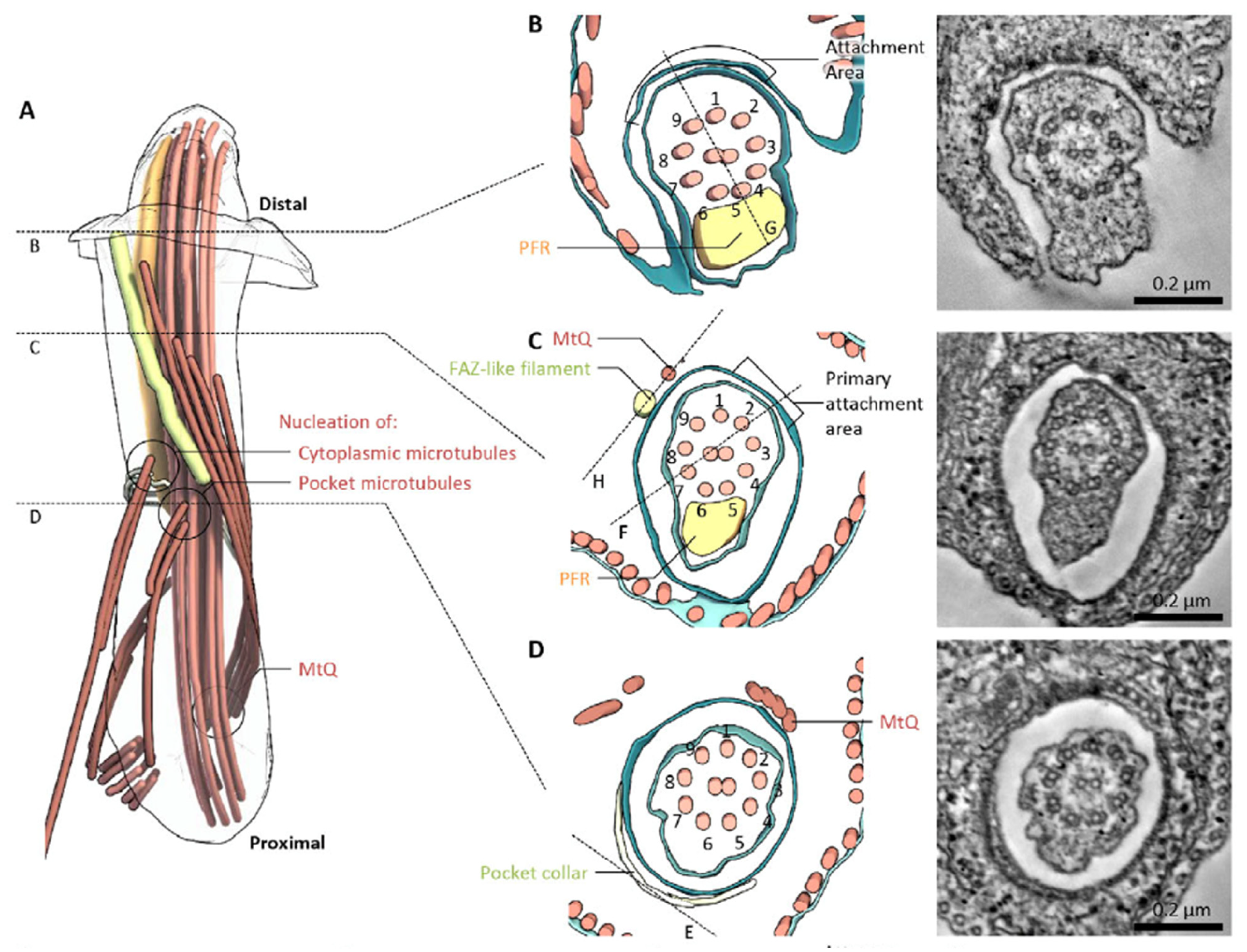 Pathogens 11 00447 g002