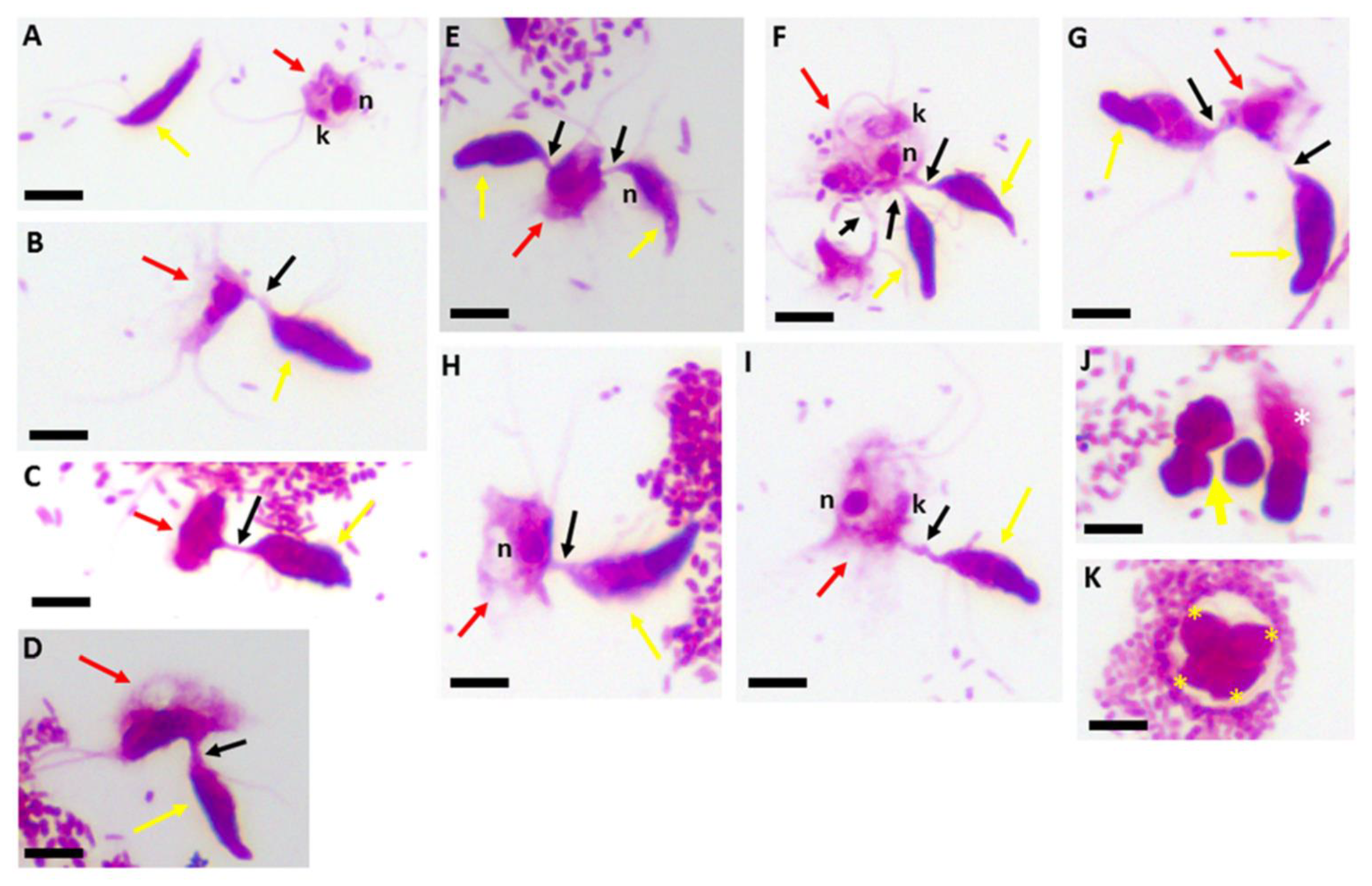 Pathogens 11 00455 g002