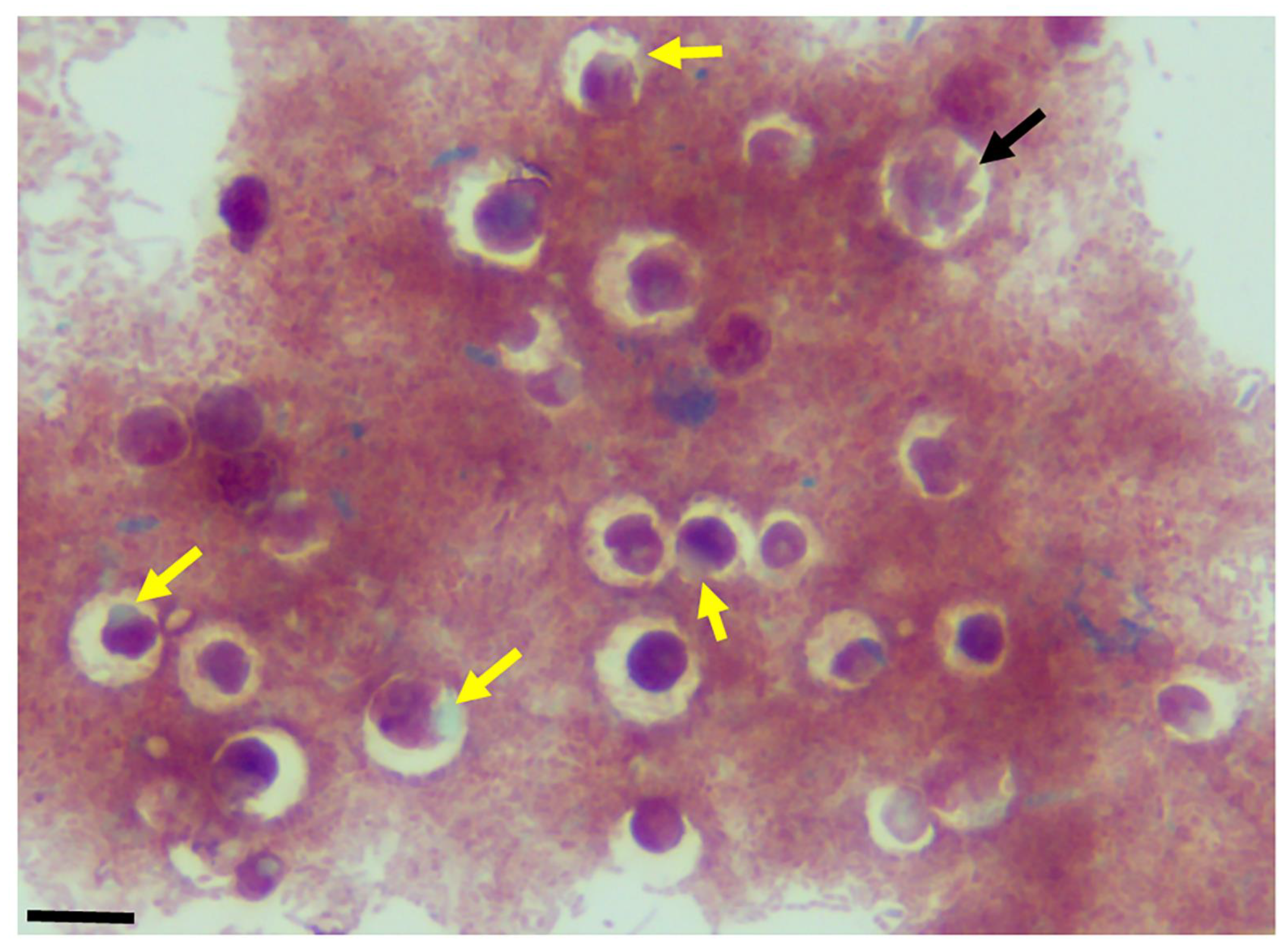 Pathogens 11 00455 g005