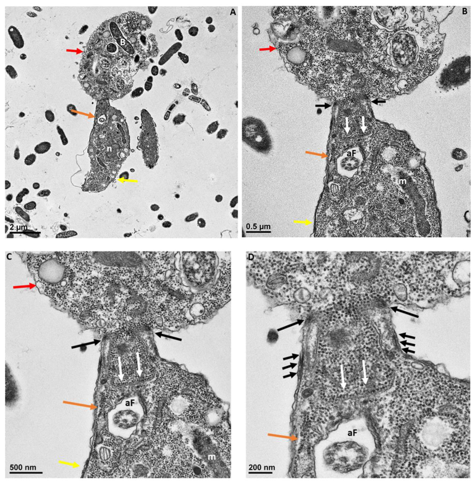Pathogens 11 00455 g007