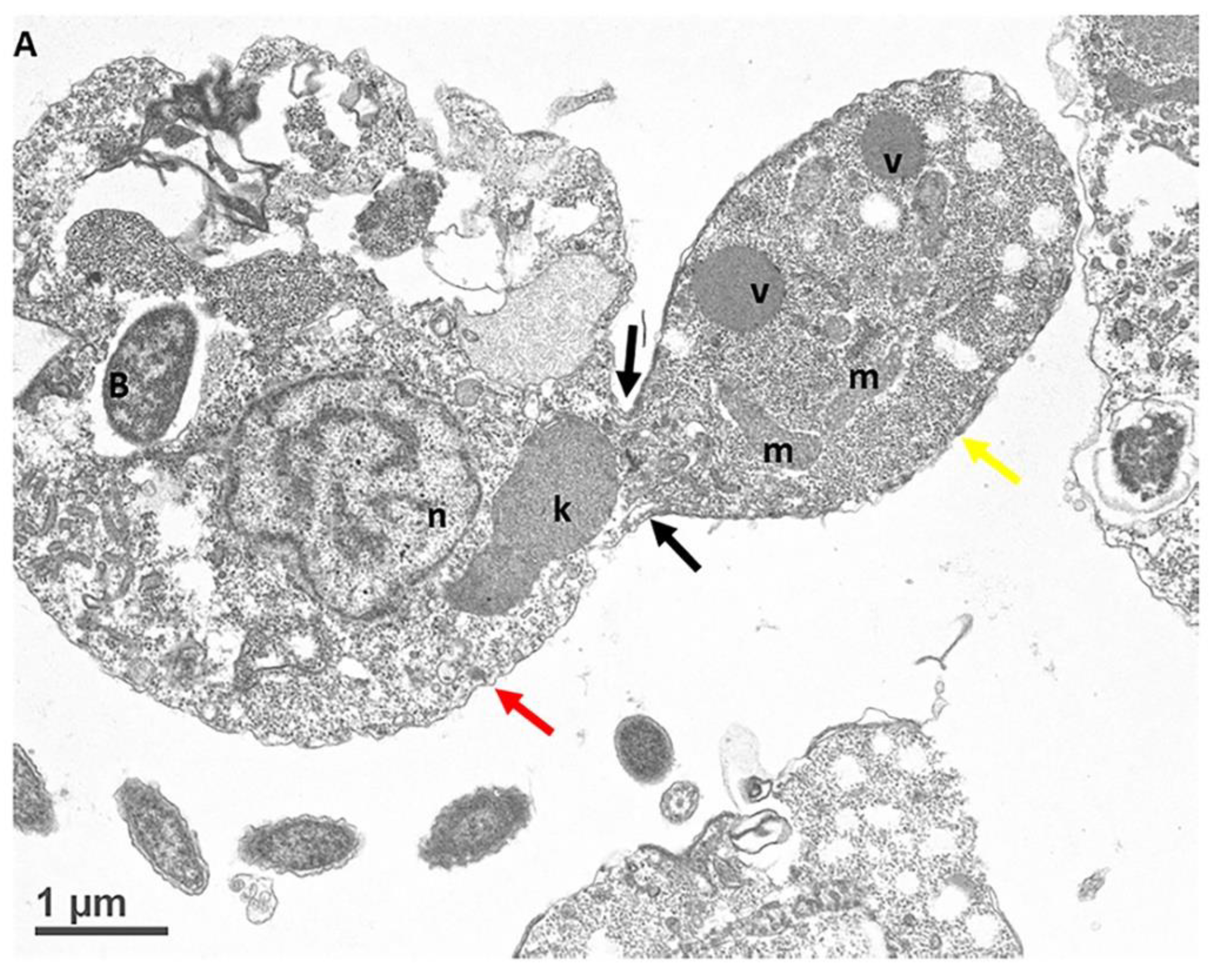 Pathogens 11 00455 g009a