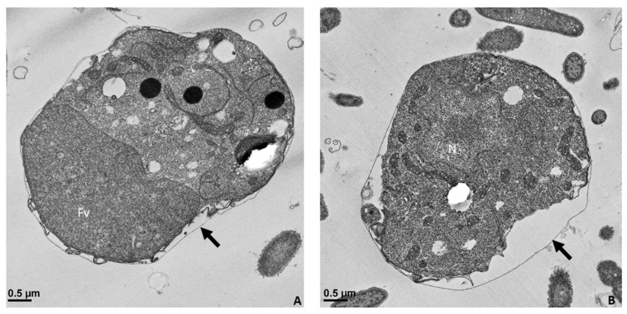 Pathogens 11 00455 g011a