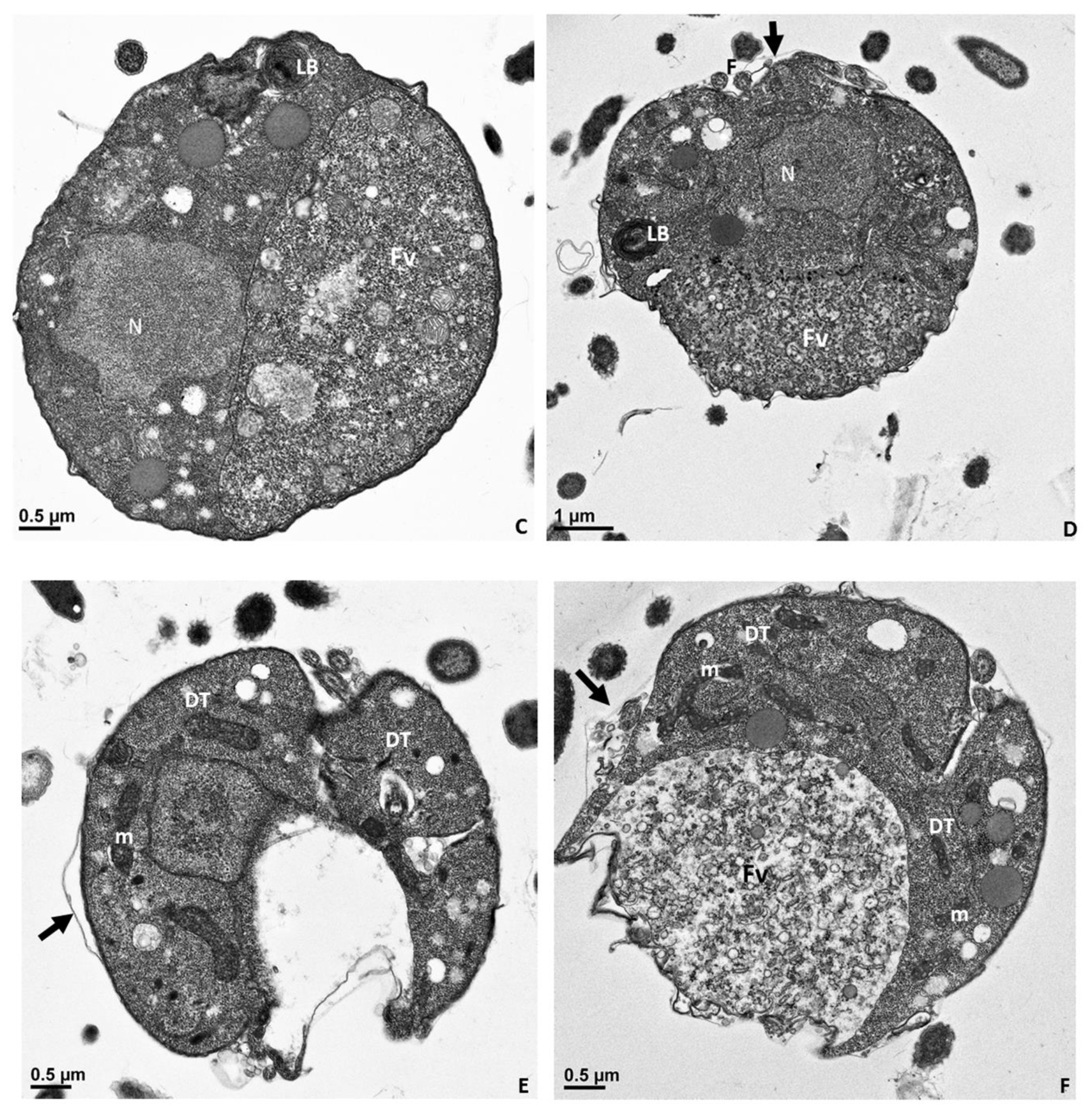 Pathogens 11 00455 g011b