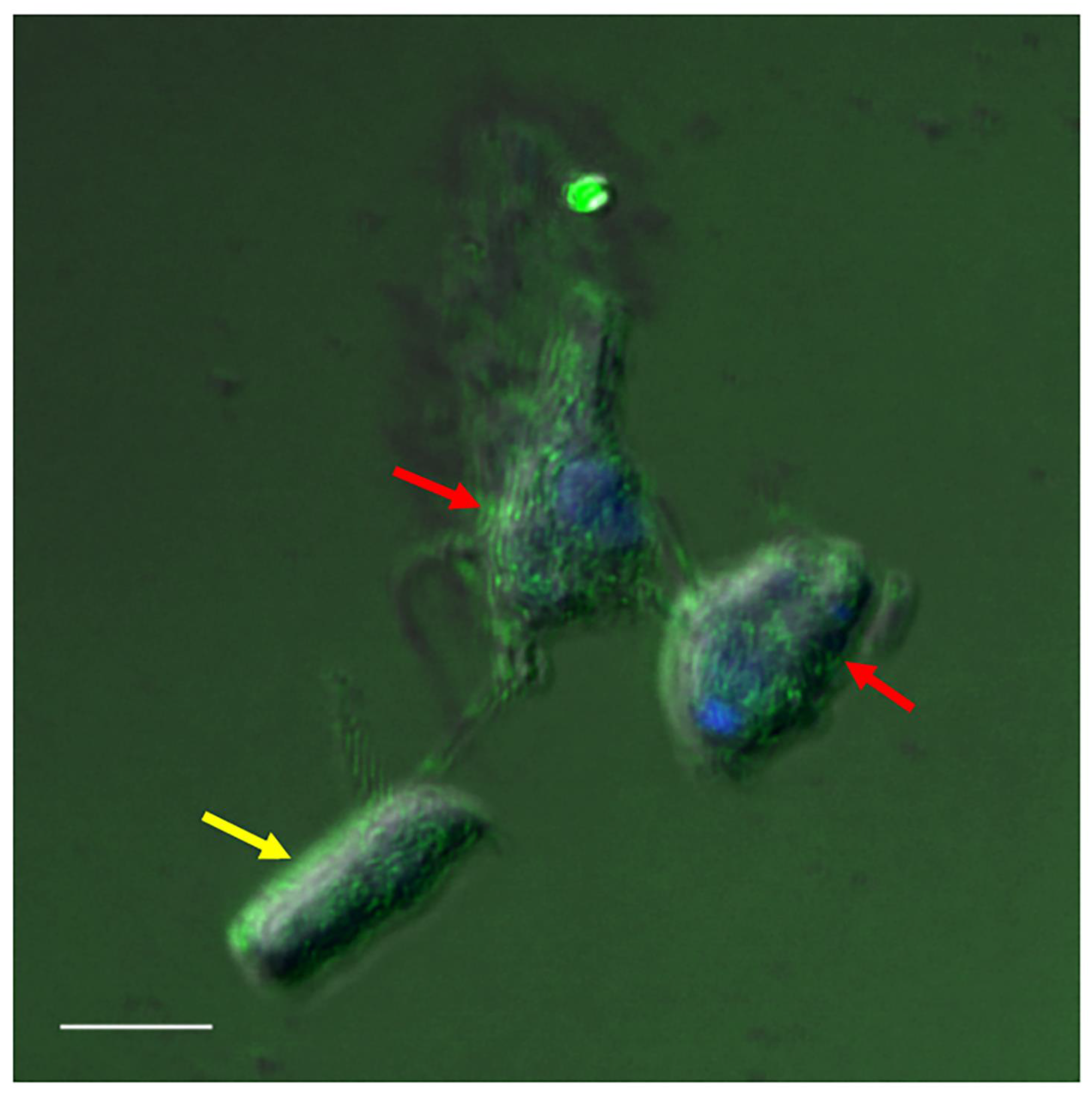 Pathogens 11 00455 g012