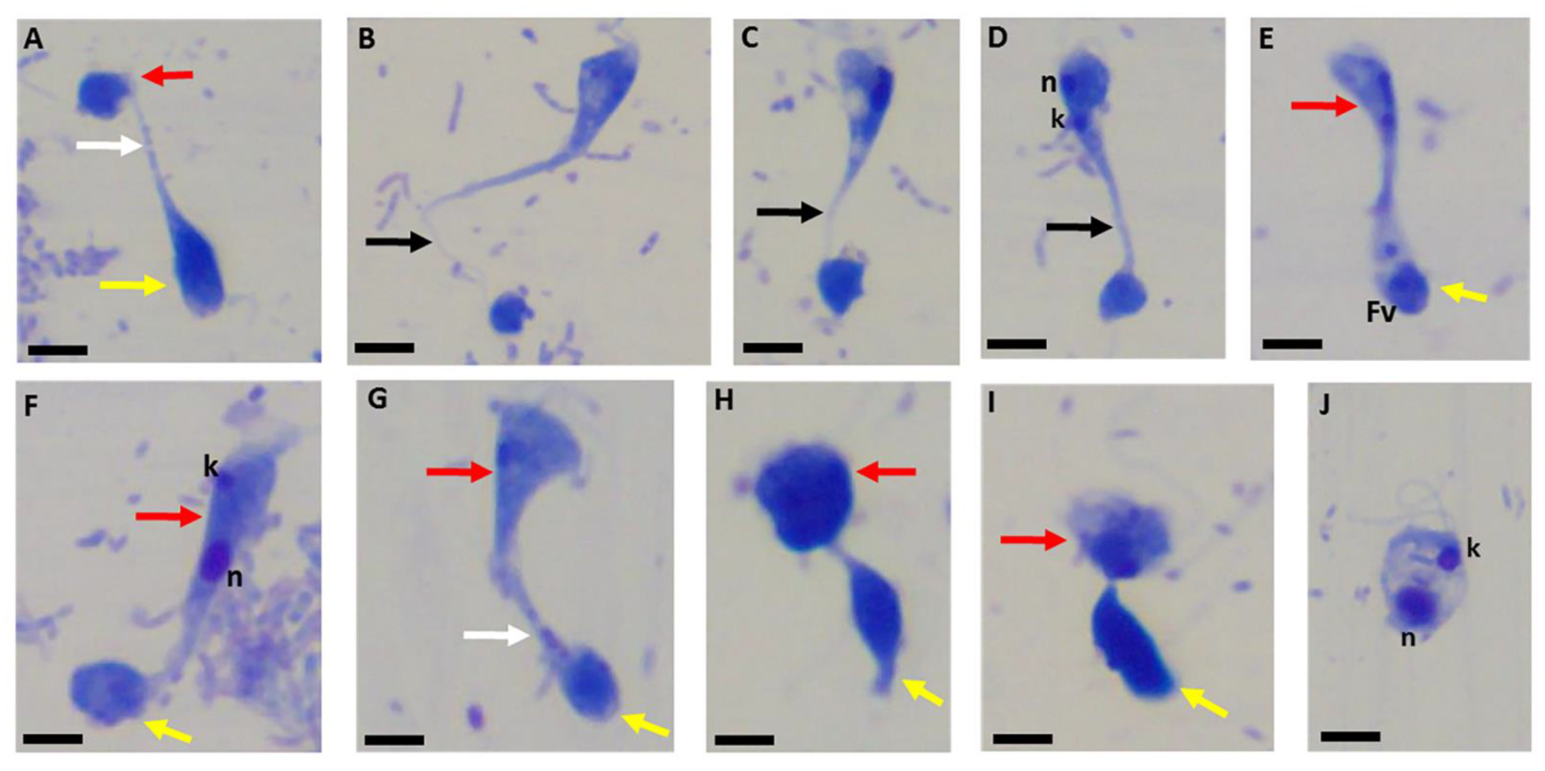 Pathogens 11 00455 g016