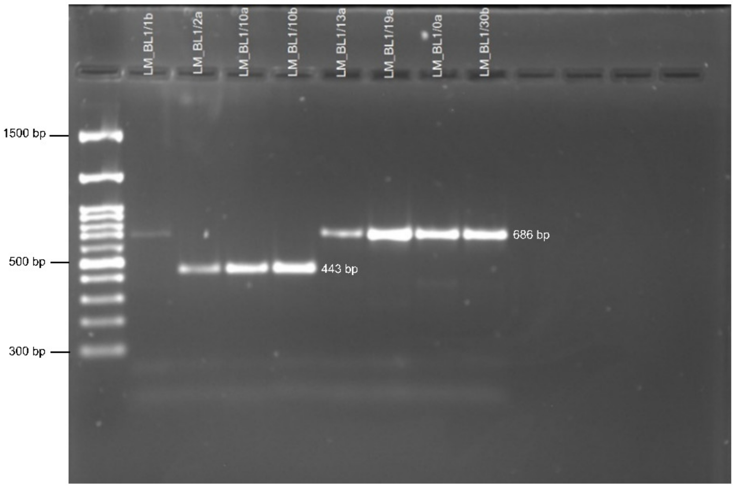 Pathogens 11 00461 g005