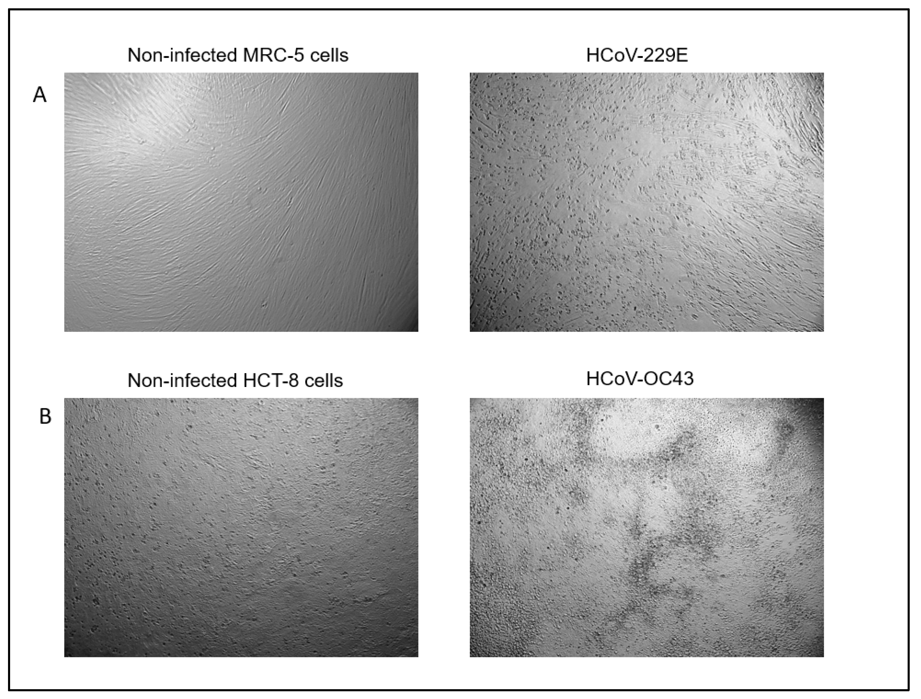 Pathogens 11 00472 g003 Pathogens 11 00472 g003
