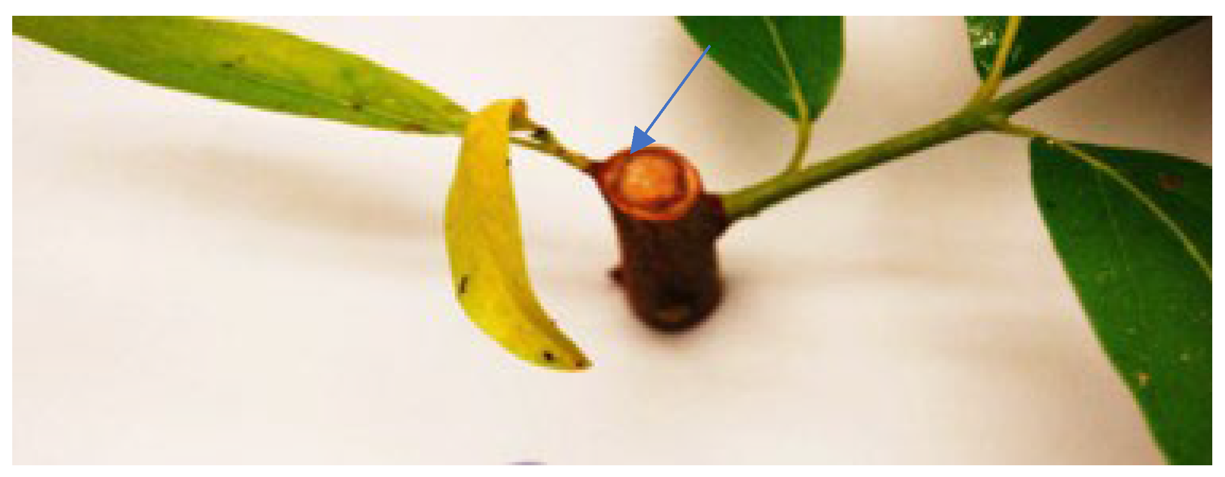 Pathogens 11 00485 g002