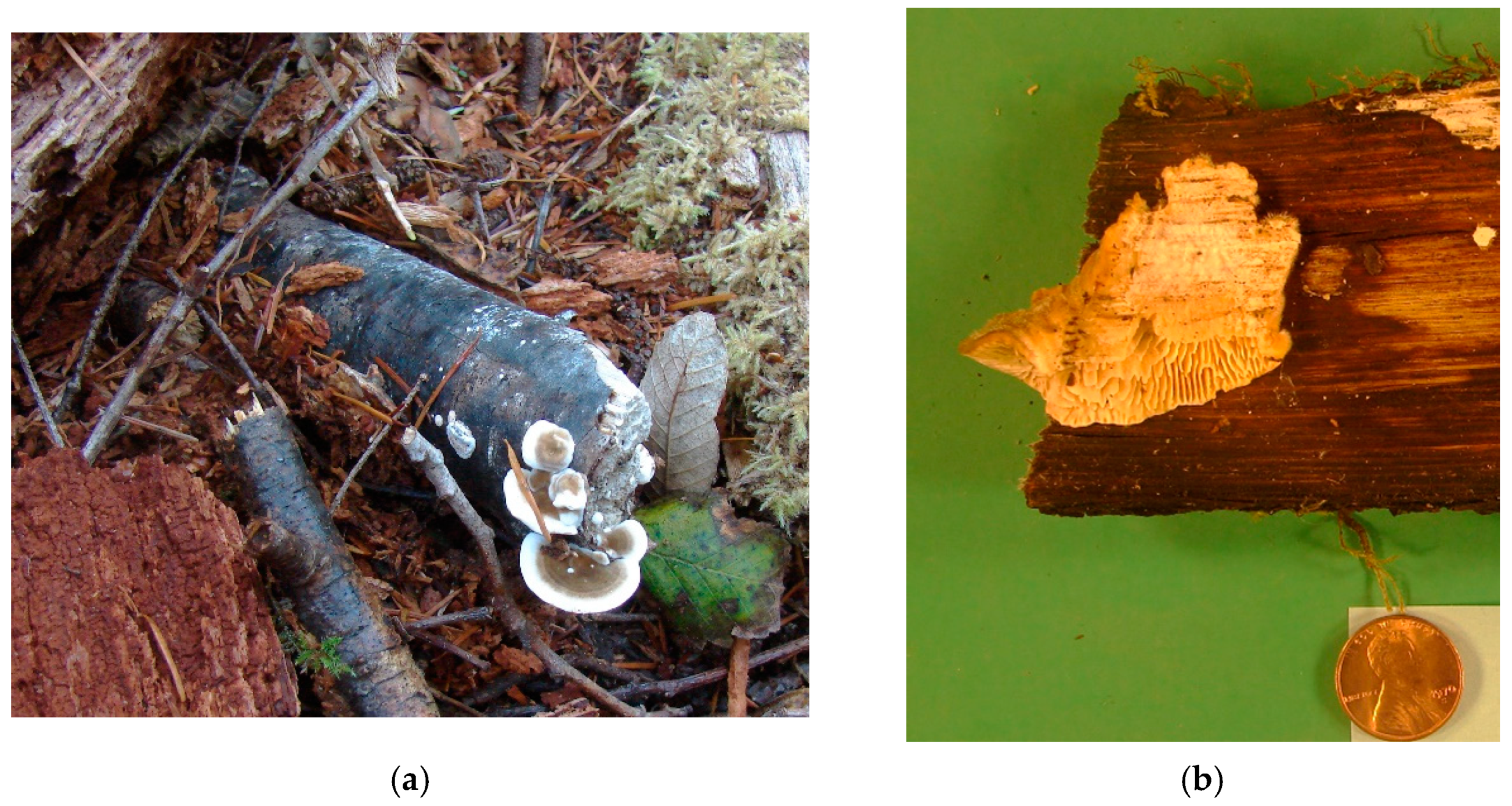Pathogens 11 00485 g003a