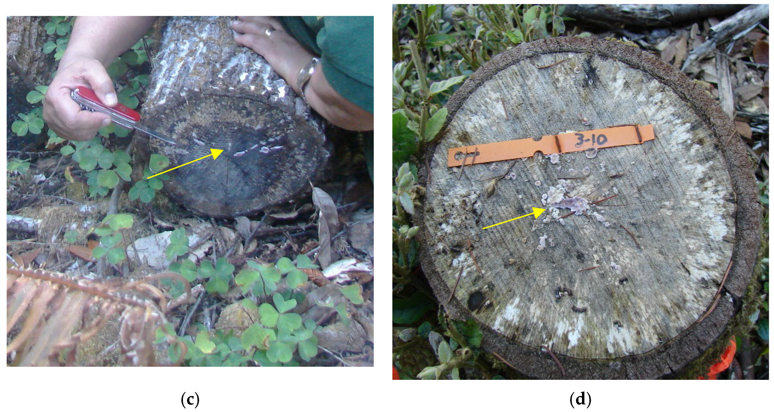 Pathogens 11 00485 g003b
