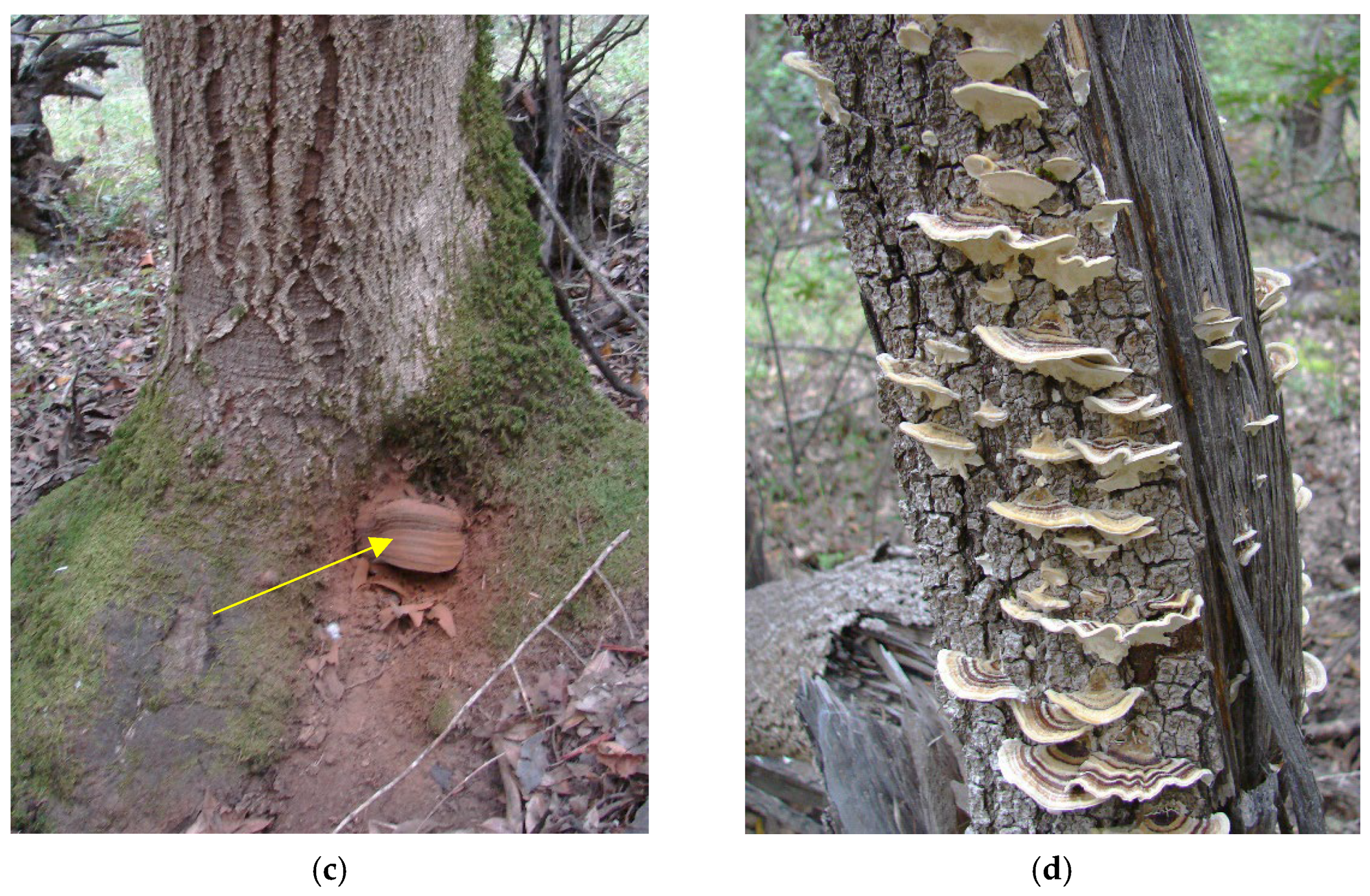 Pathogens 11 00485 g004b