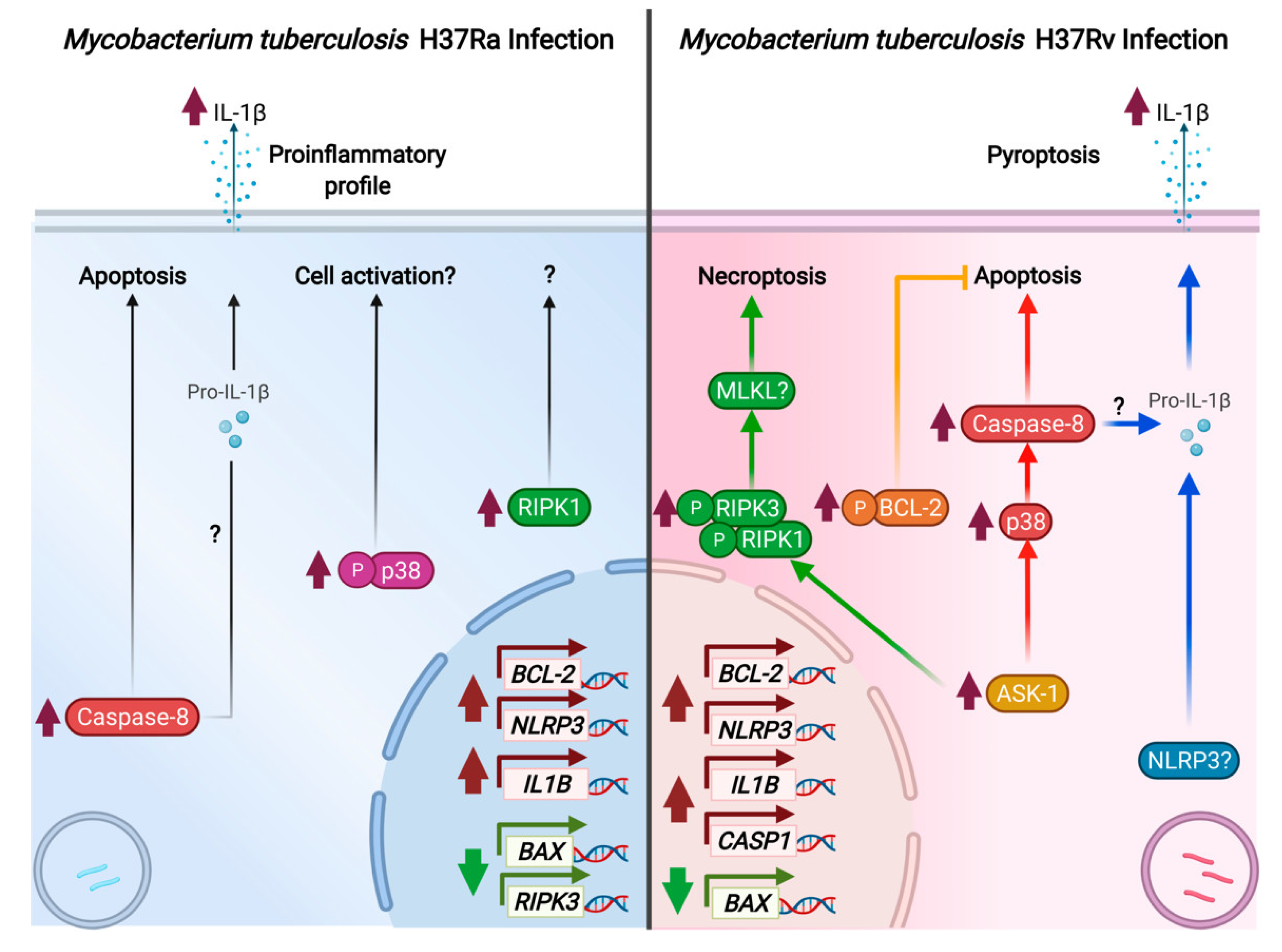 Pathogens 11 00492 g009