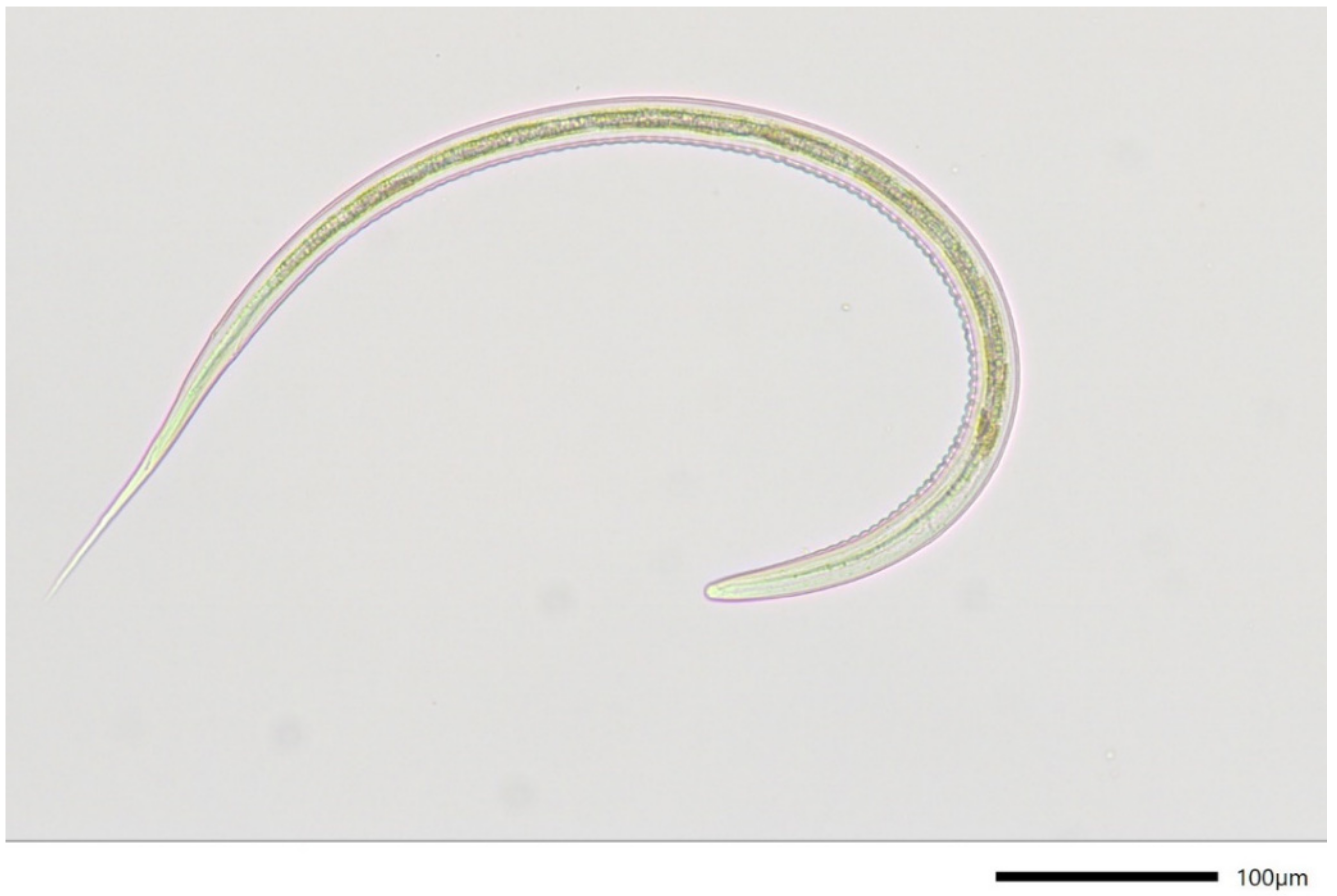 Pathogens 11 00498 g002 Pathogens 11 00498 g002