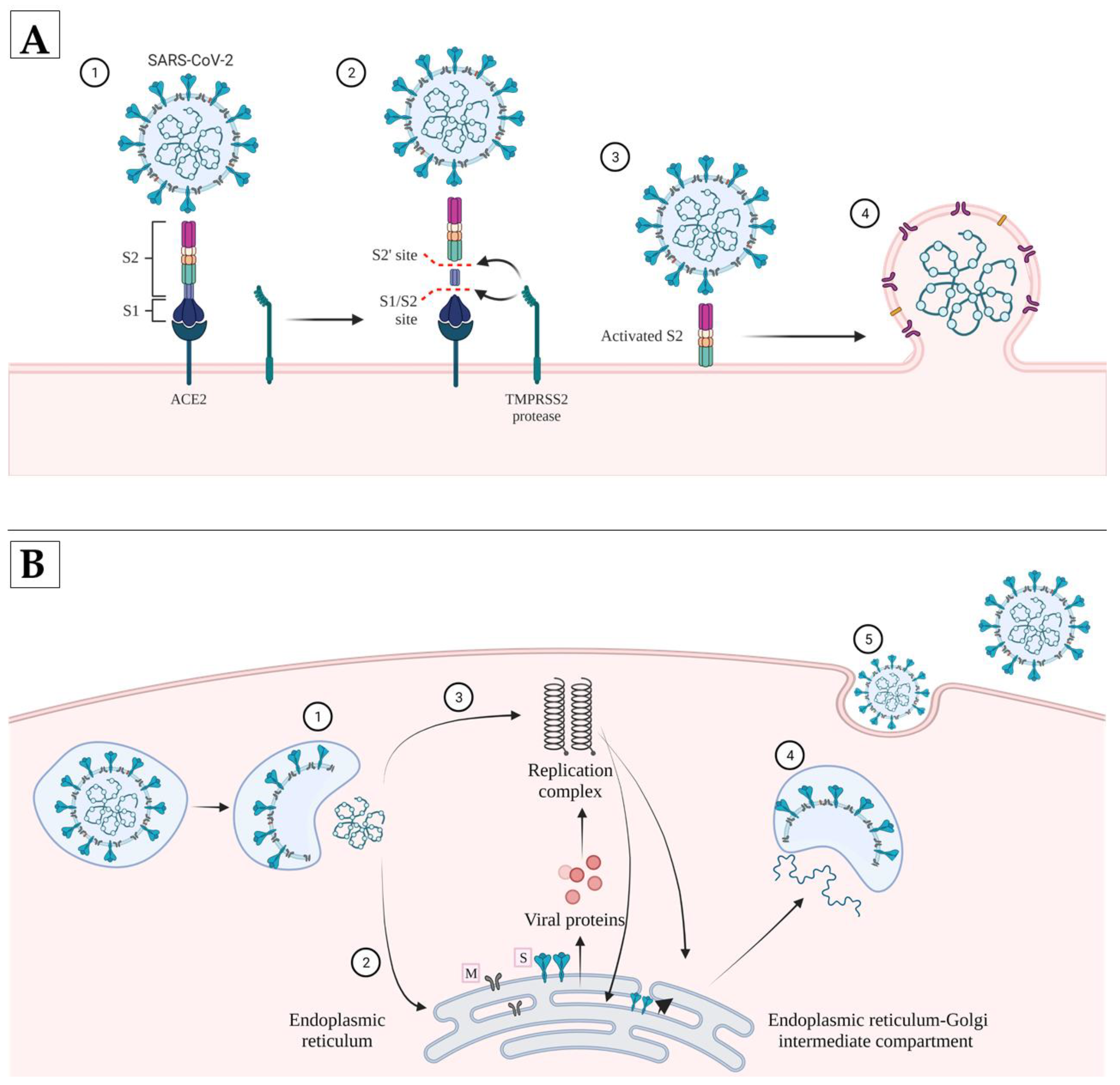 Pathogens 11 00516 g003