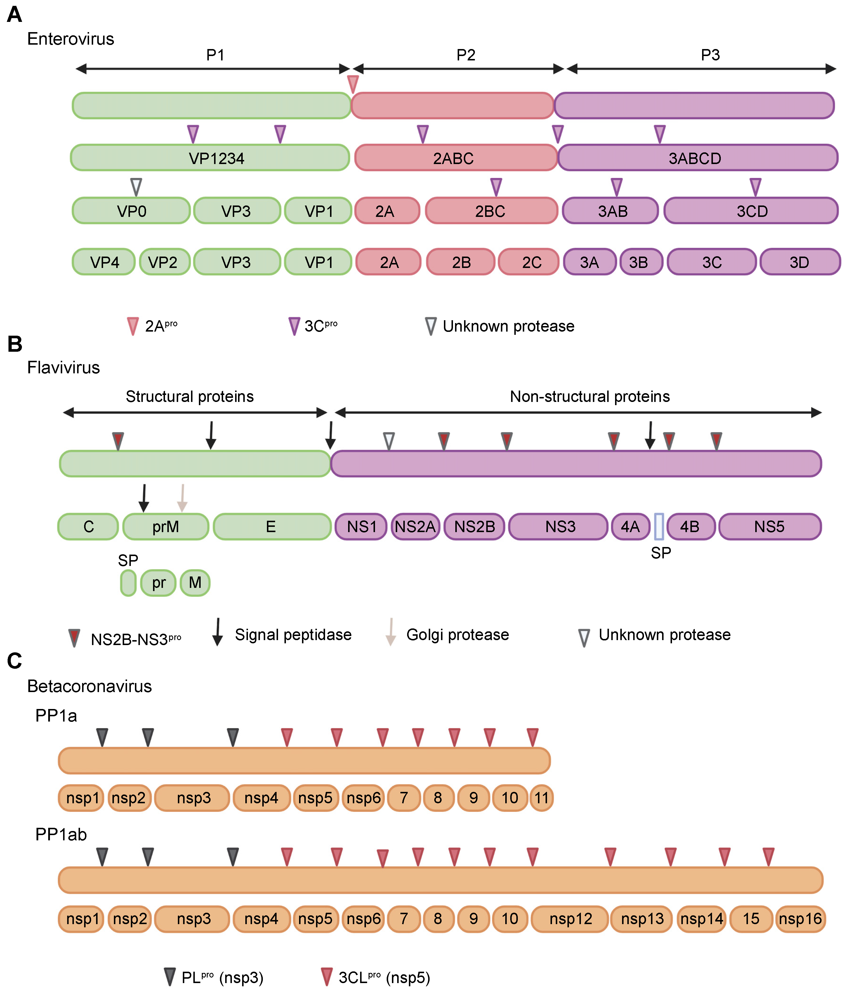 Pathogens 11 00522 g001