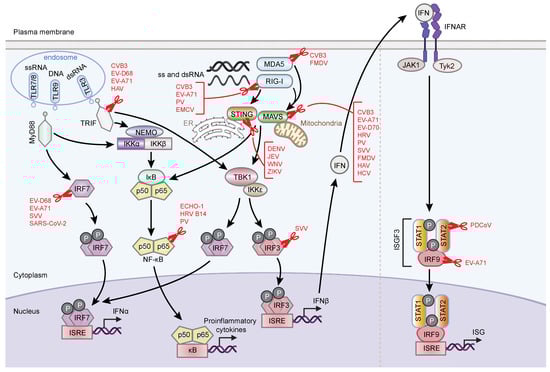 Pathogens 11 00522 g002 550
