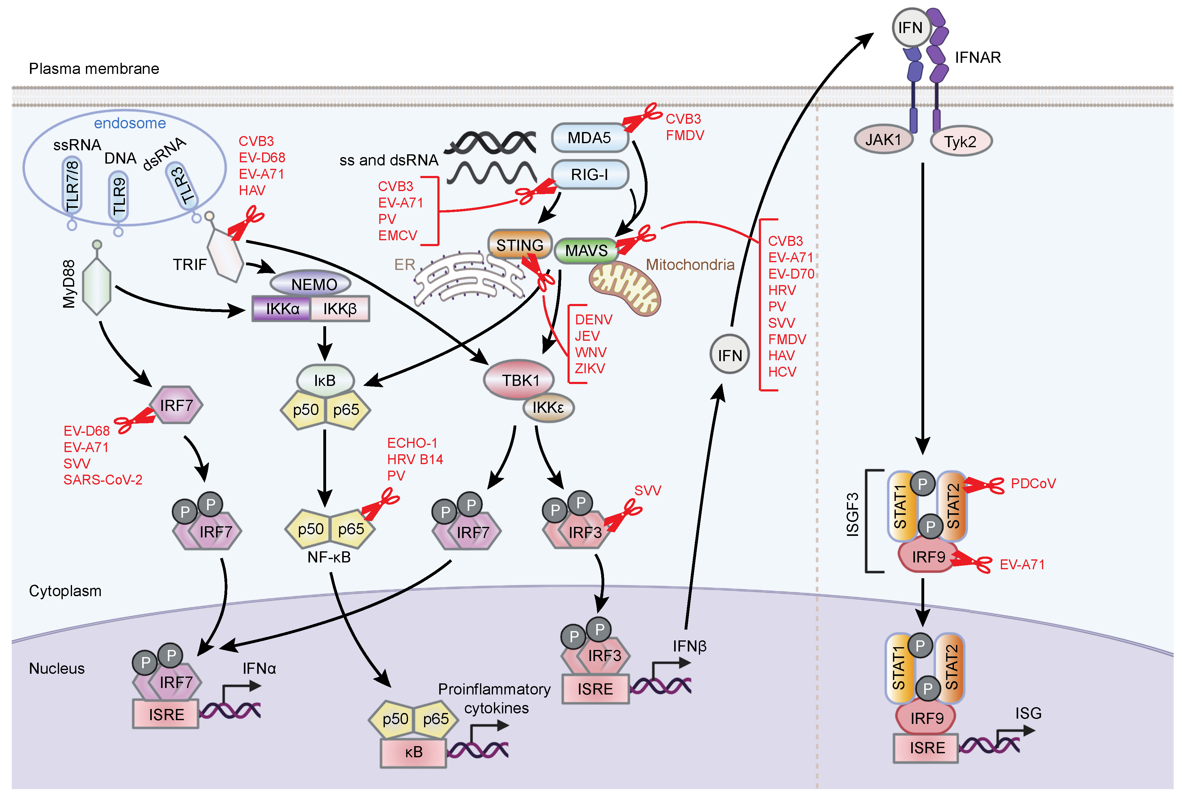 Pathogens 11 00522 g002