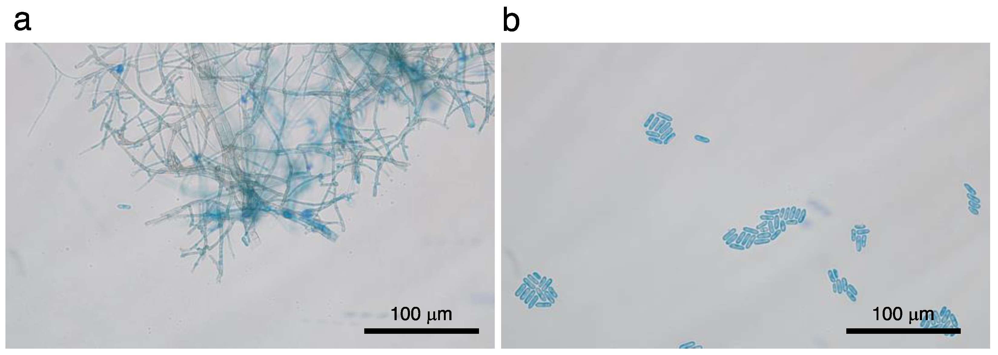 Pathogens 11 00526 g002 Pathogens 11 00526 g002