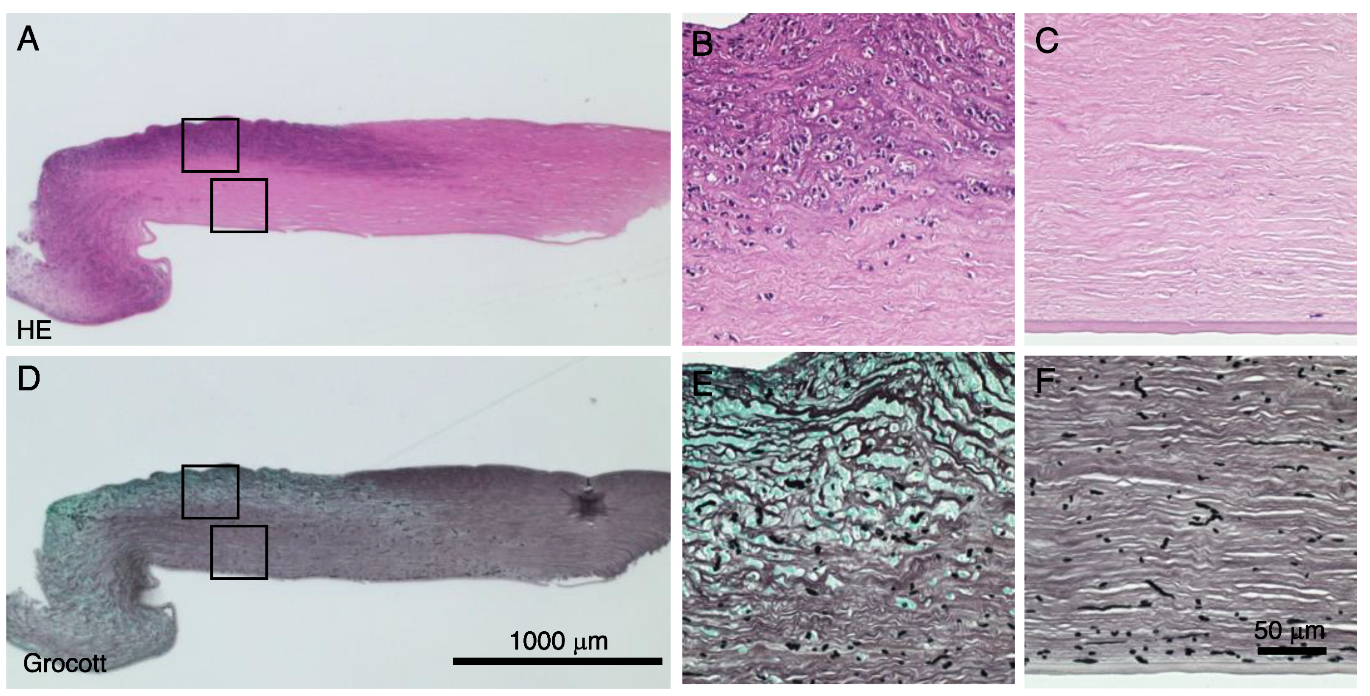 Pathogens 11 00526 g005 Pathogens 11 00526 g005