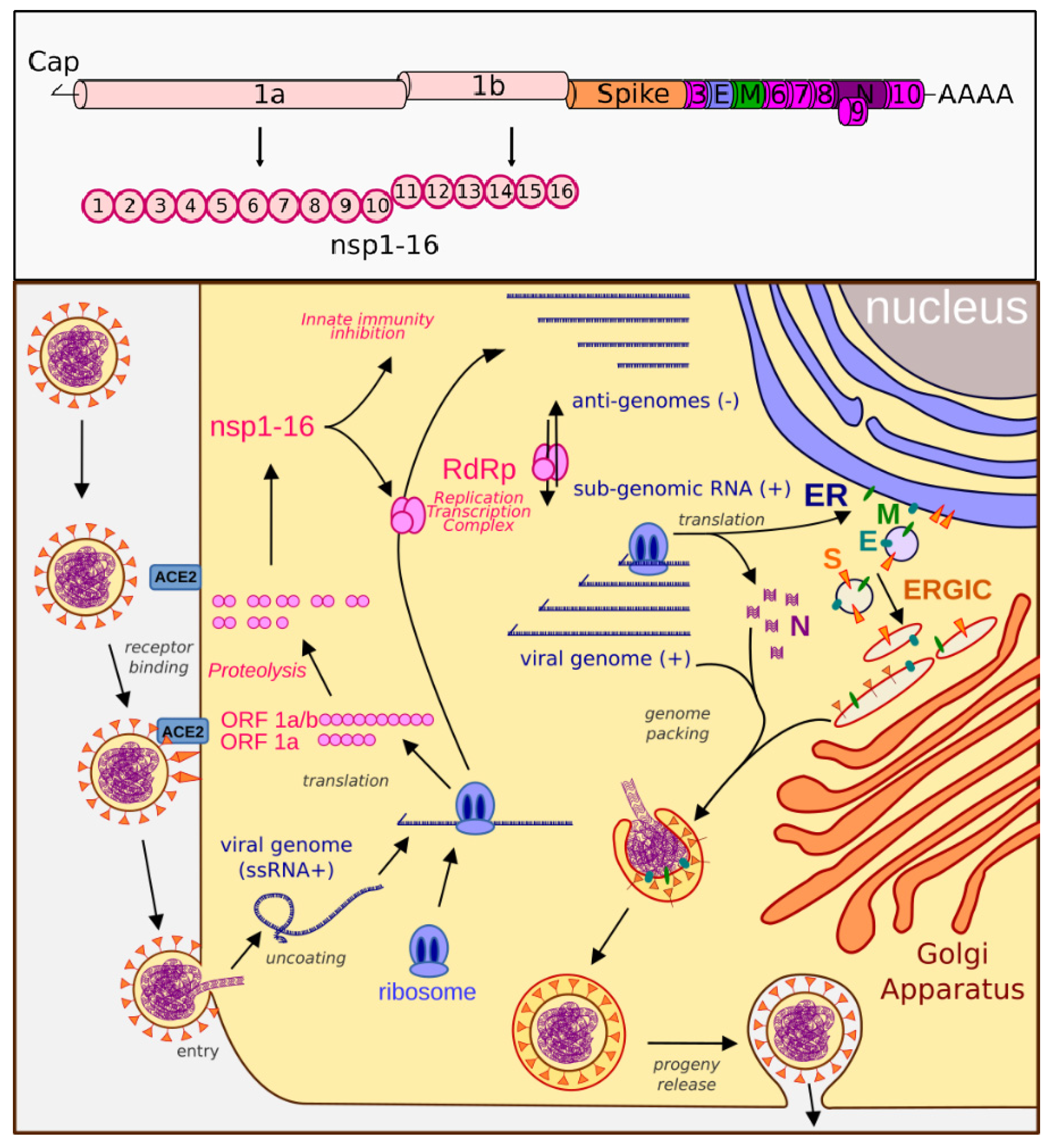 Pathogens 11 00538 g001