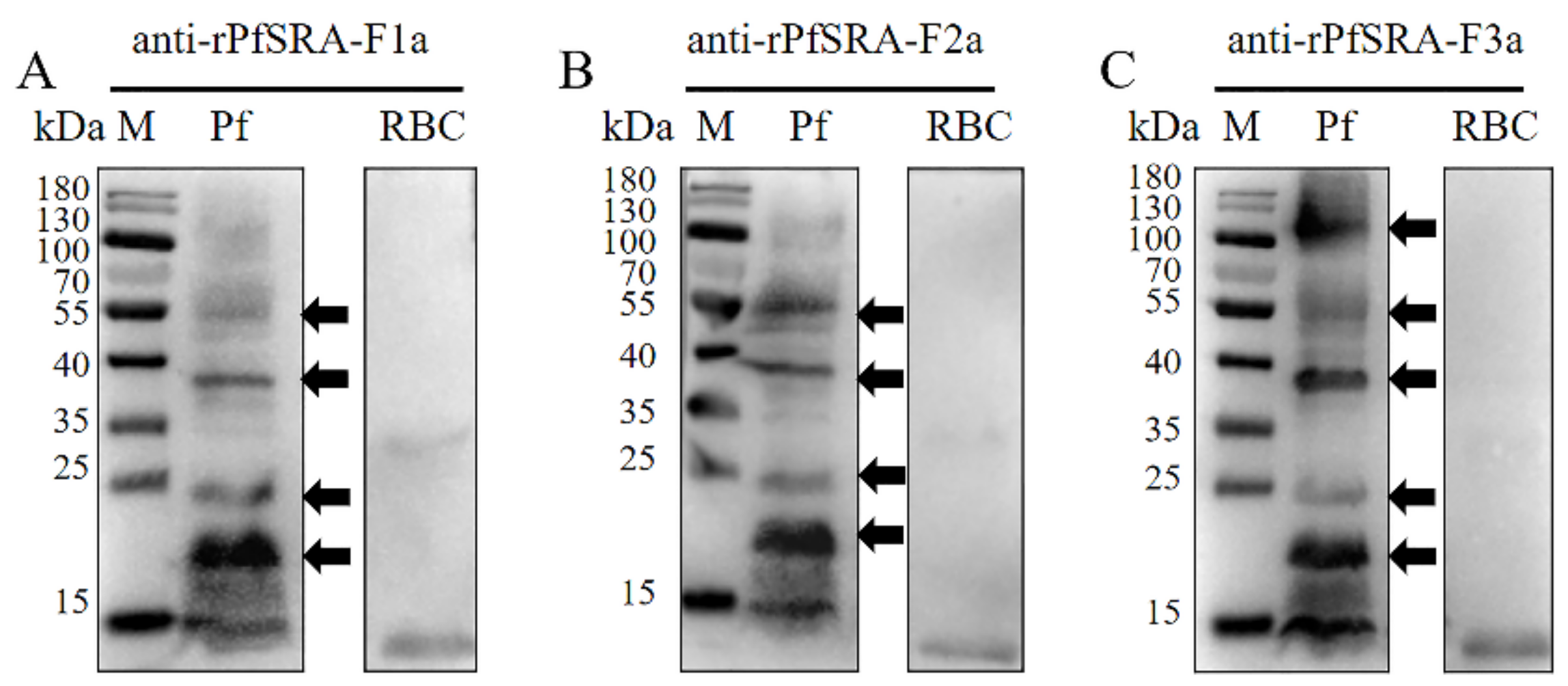 Pathogens 11 00550 g003