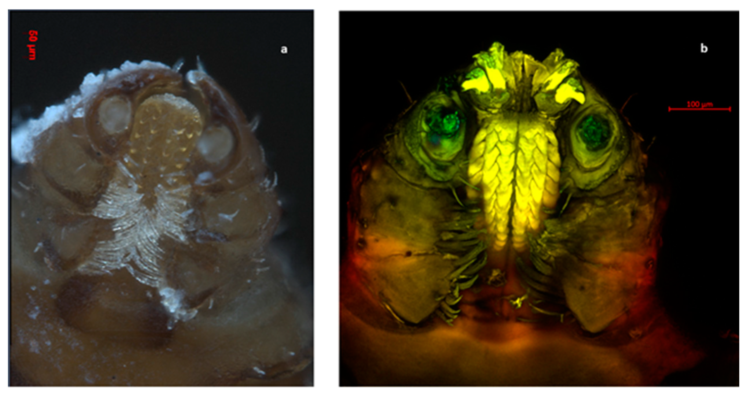 Pathogens 11 00552 g001