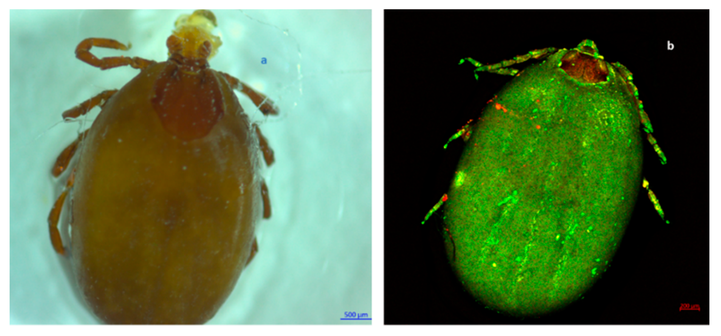 Pathogens 11 00552 g002