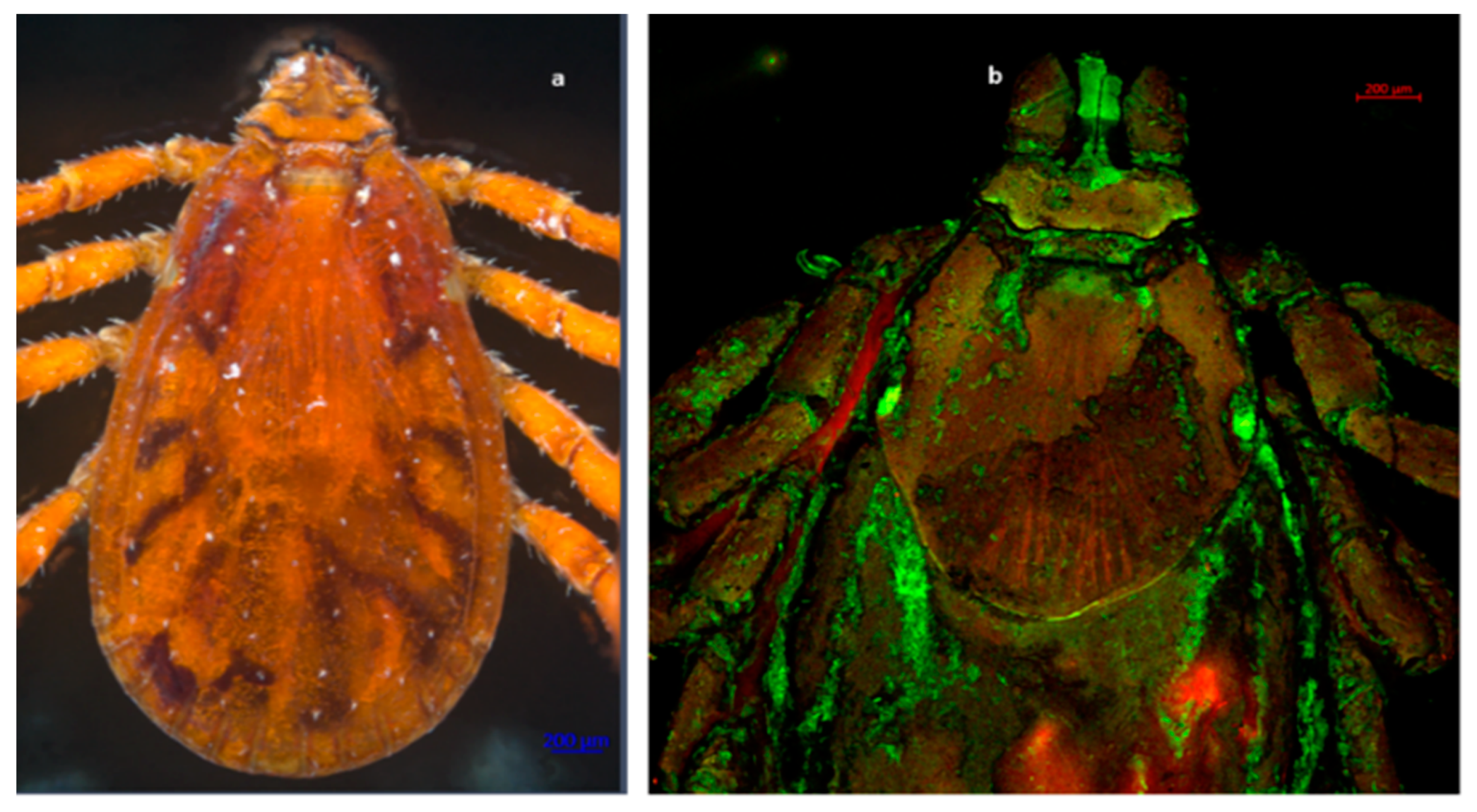 Pathogens 11 00552 g003