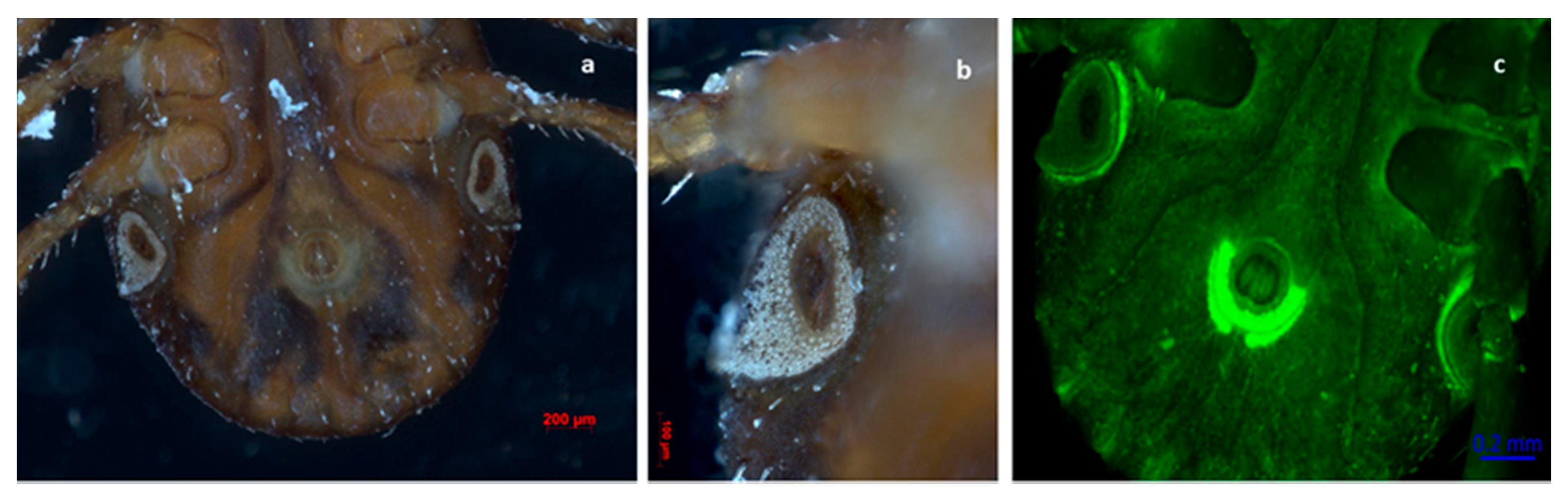 Pathogens 11 00552 g004