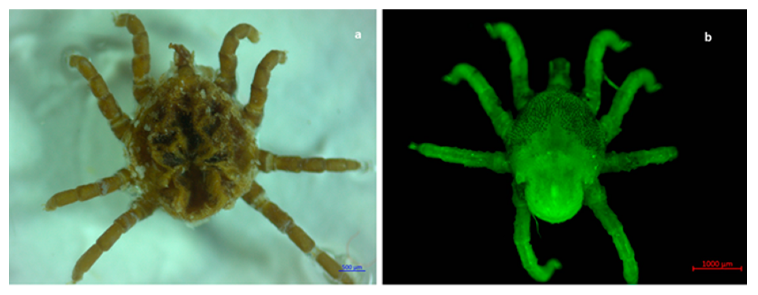 Pathogens 11 00552 g005