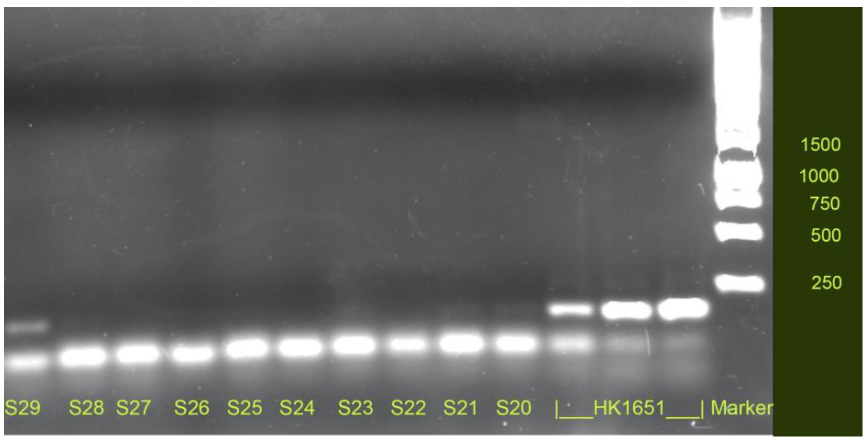Pathogens 11 00577 g001