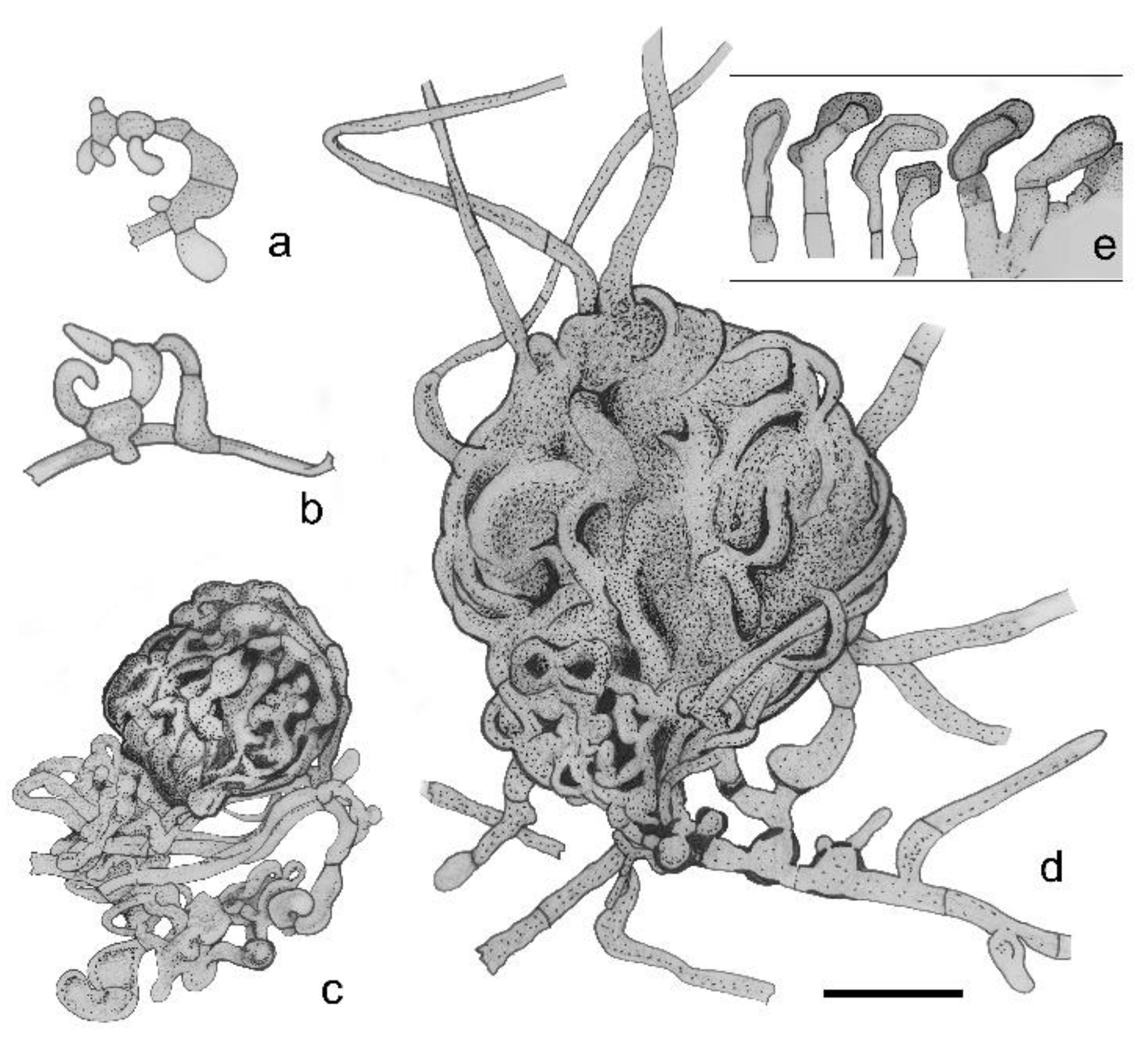 Pathogens 11 00593 g003