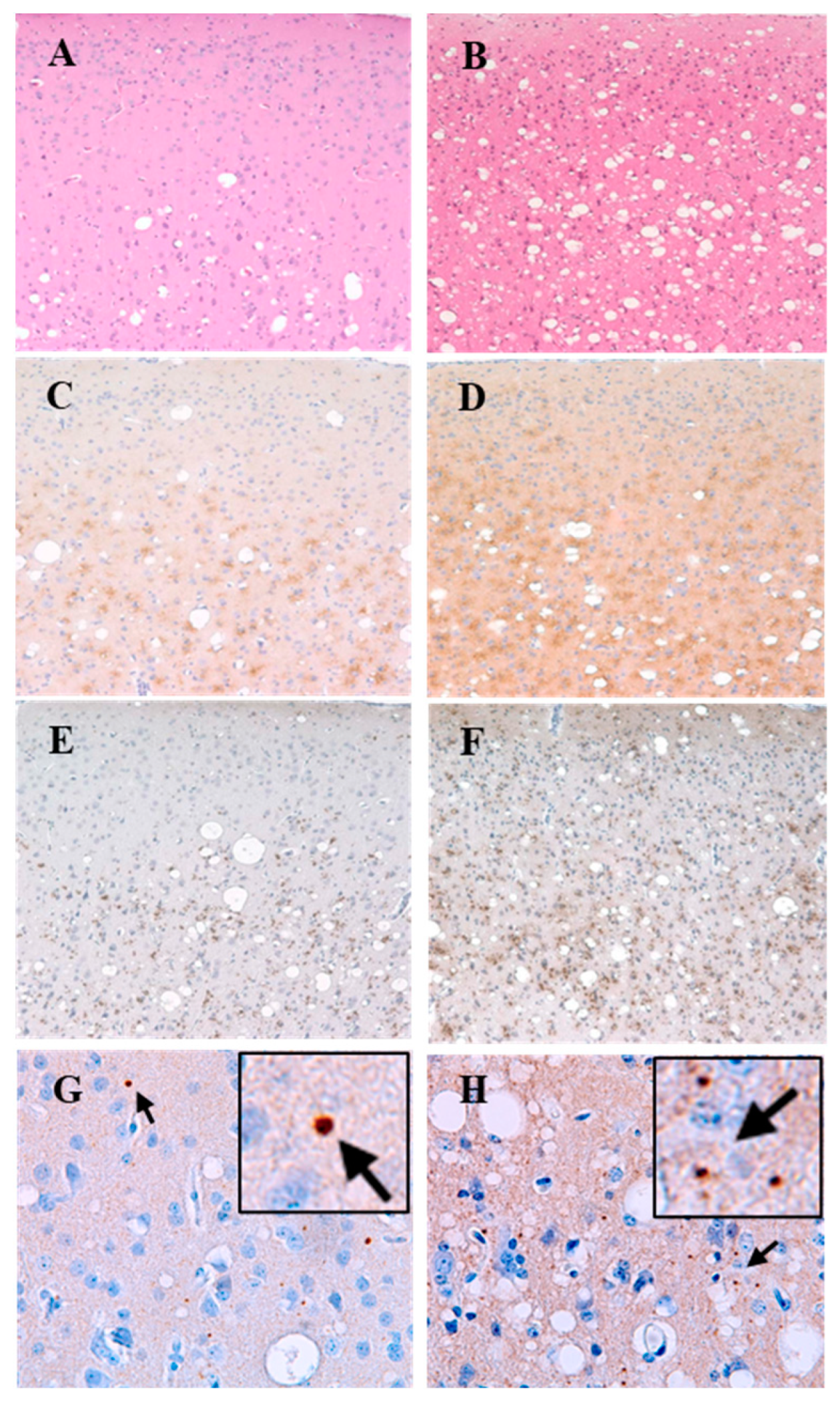 Pathogens 11 00597 g002 Pathogens 11 00597 g002