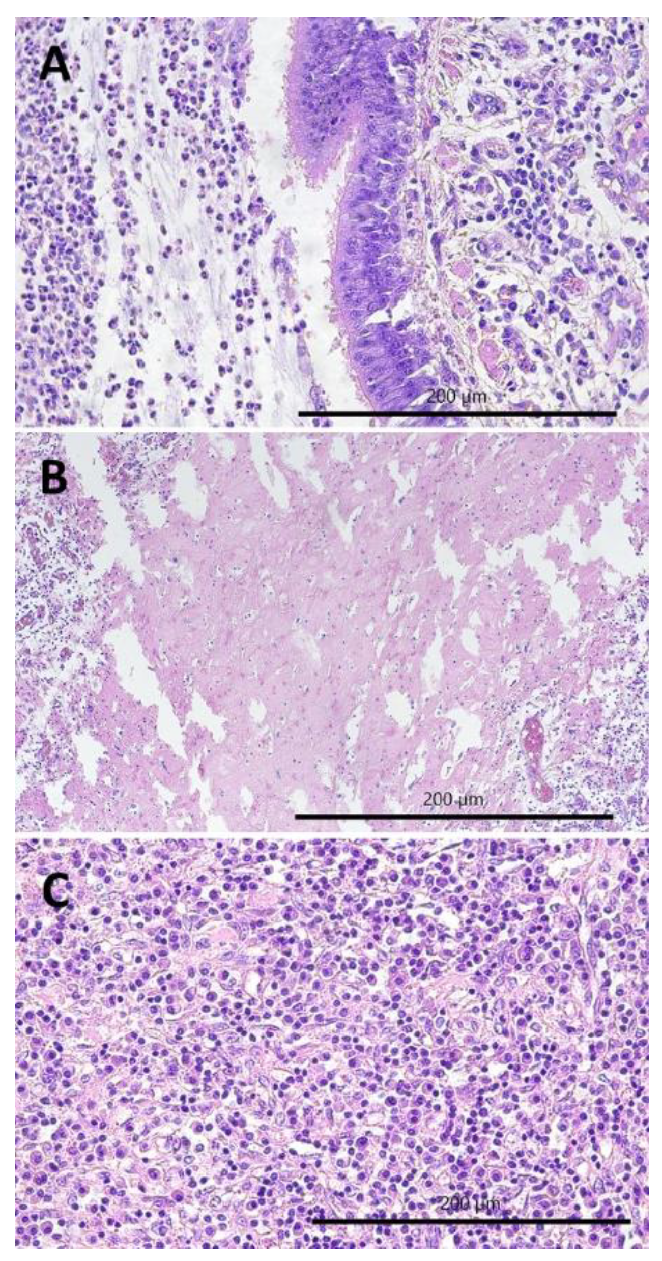 Pathogens 11 00629 g004 Pathogens 11 00629 g004