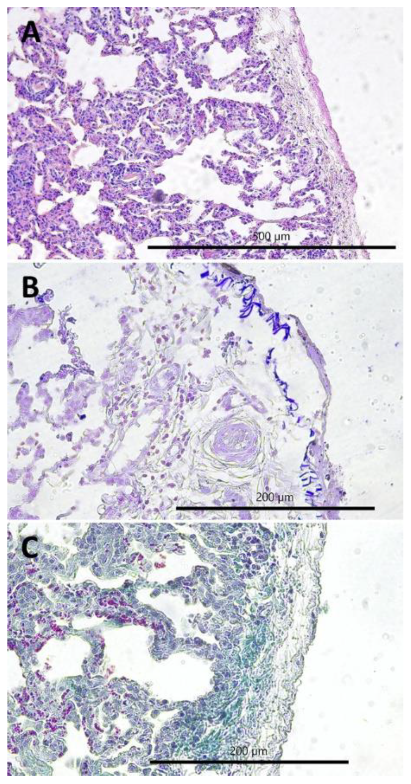 Pathogens 11 00629 g005 Pathogens 11 00629 g005