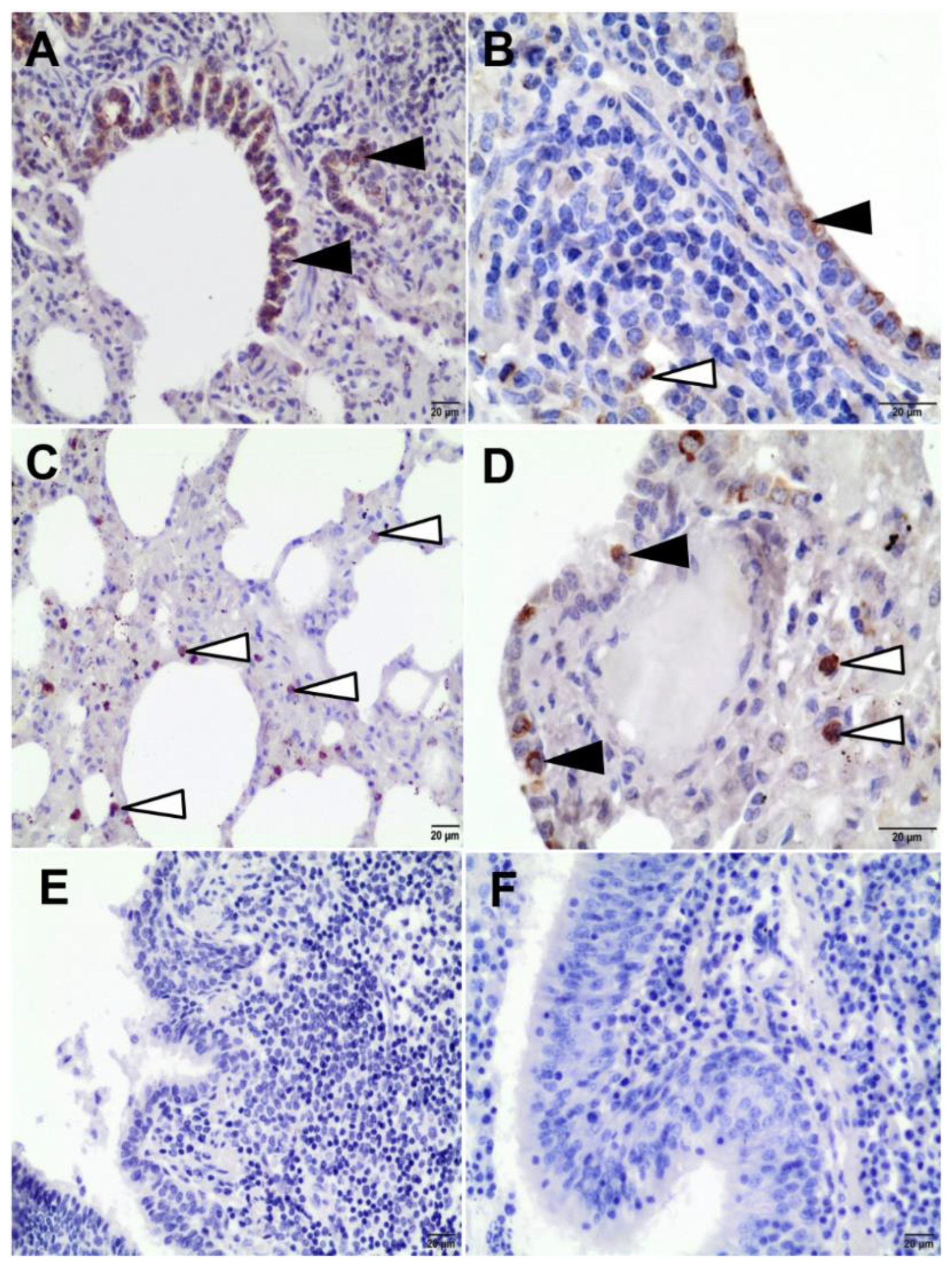 Pathogens 11 00629 g006 Pathogens 11 00629 g006