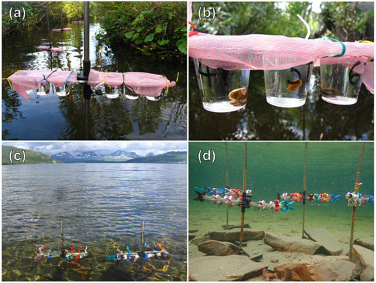 Pathogens 11 00647 g0a1