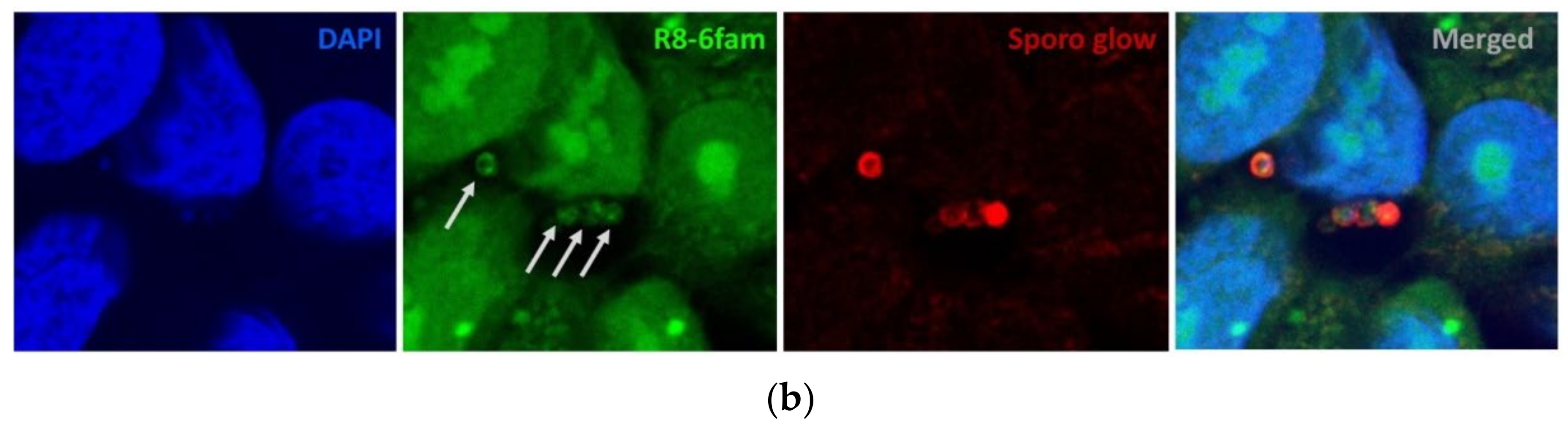 Pathogens 11 00653 g001b