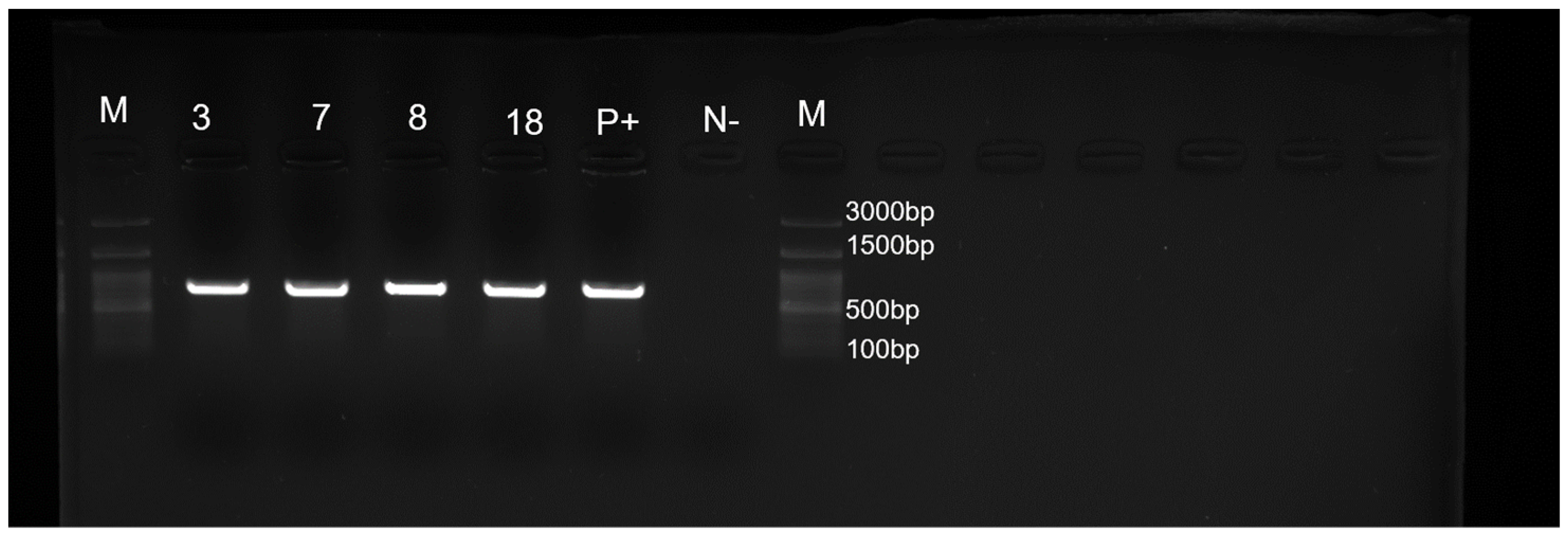 Pathogens 11 00656 g003