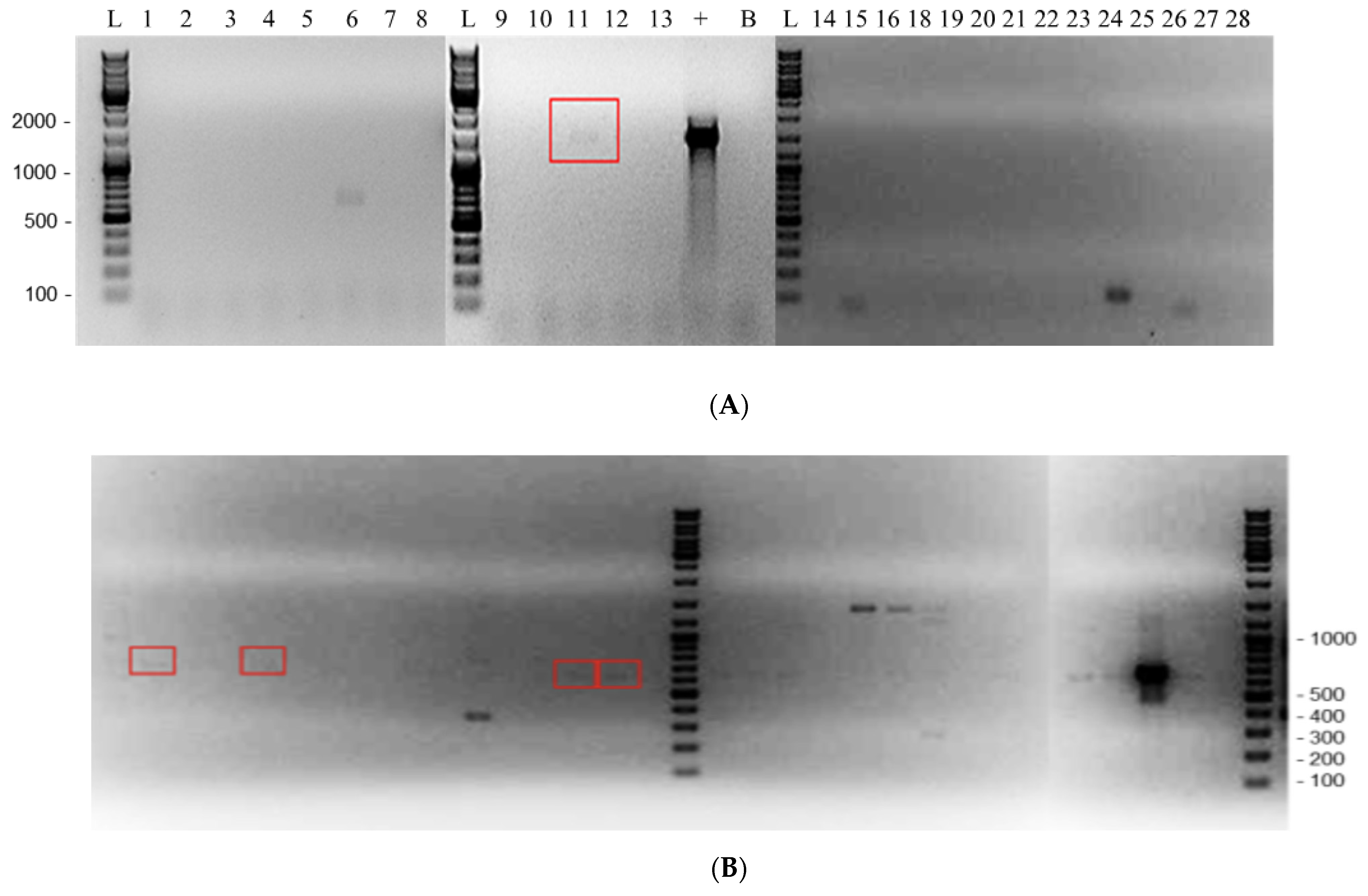 Pathogens 11 00661 g003a