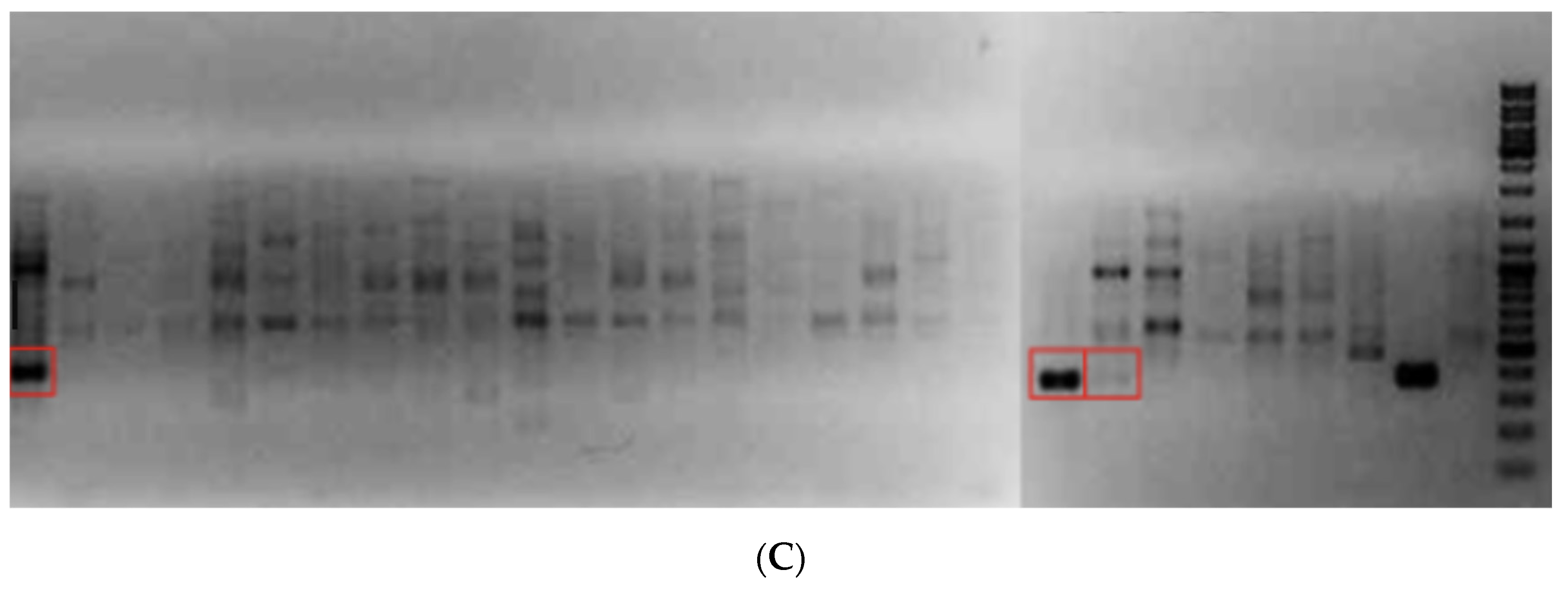 Pathogens 11 00661 g003b