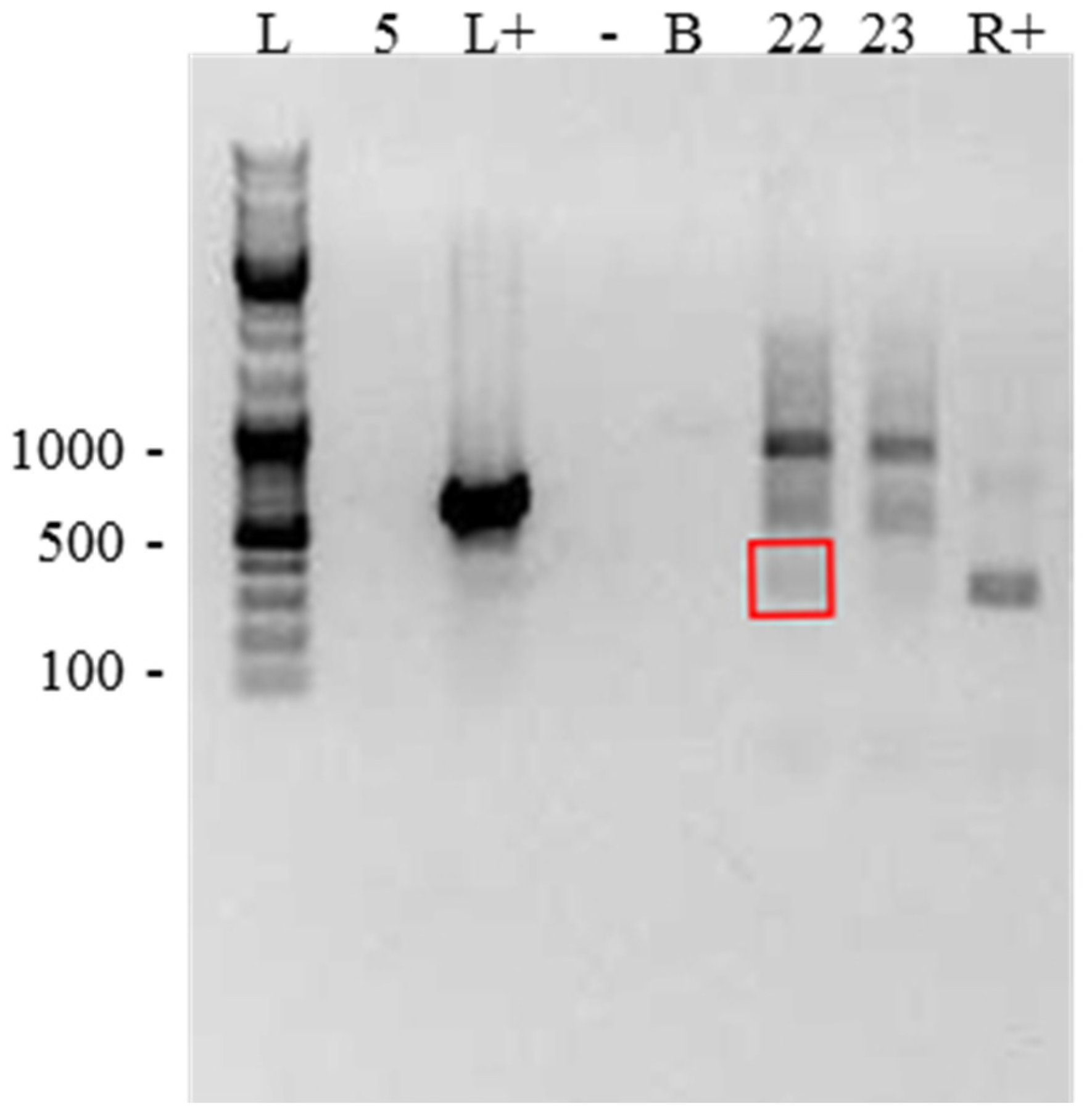 Pathogens 11 00661 g004