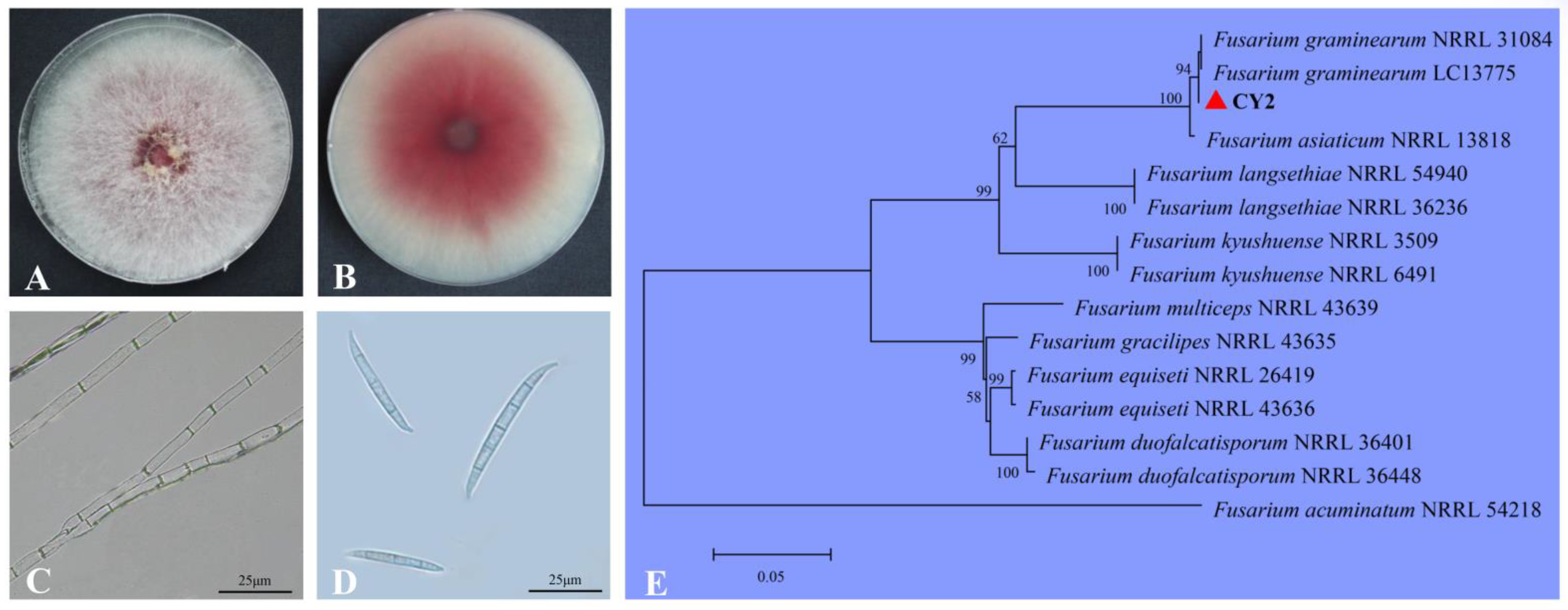 Pathogens 11 00673 g002