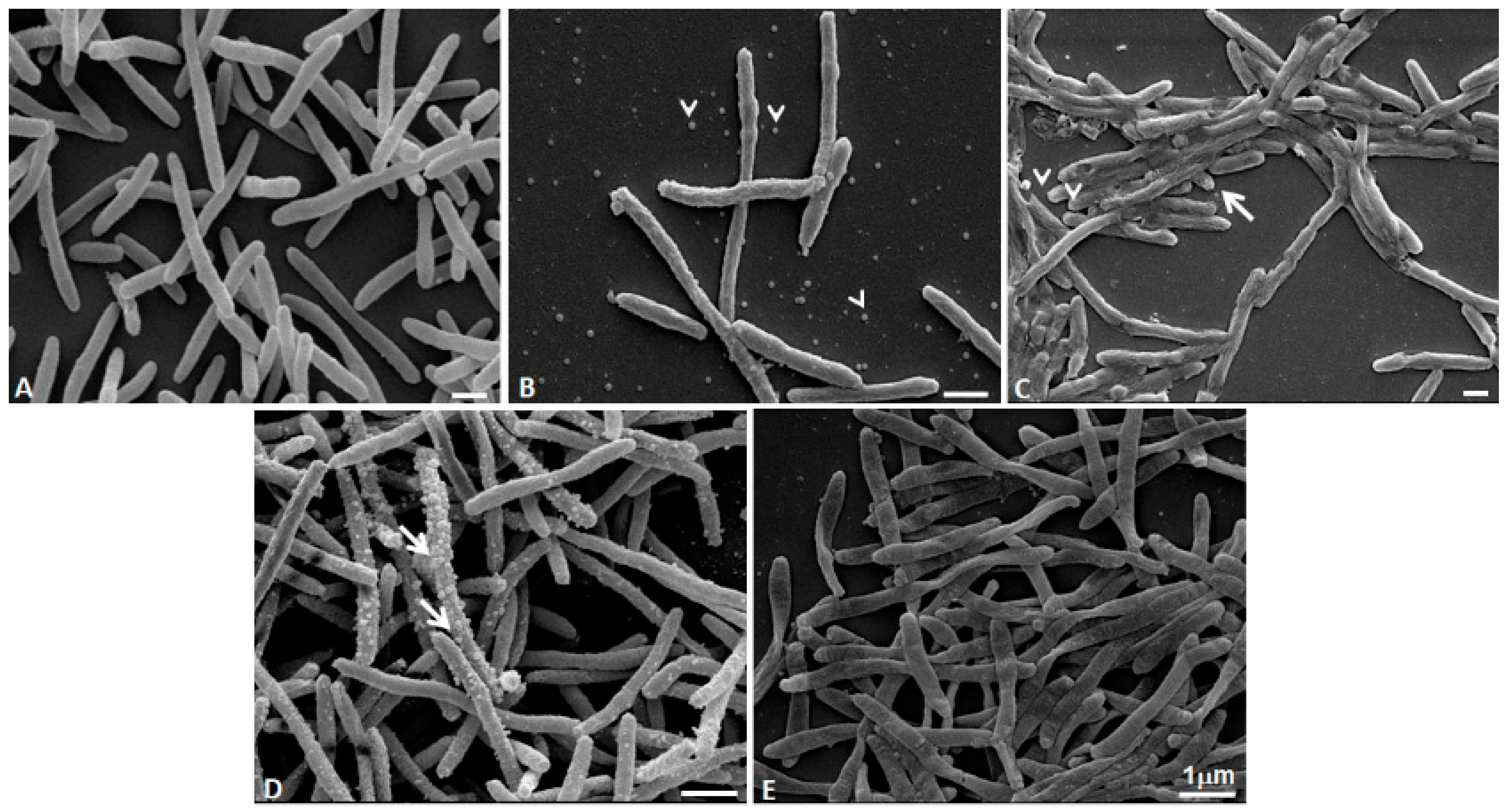 Pathogens 11 00682 g005 Pathogens 11 00682 g005