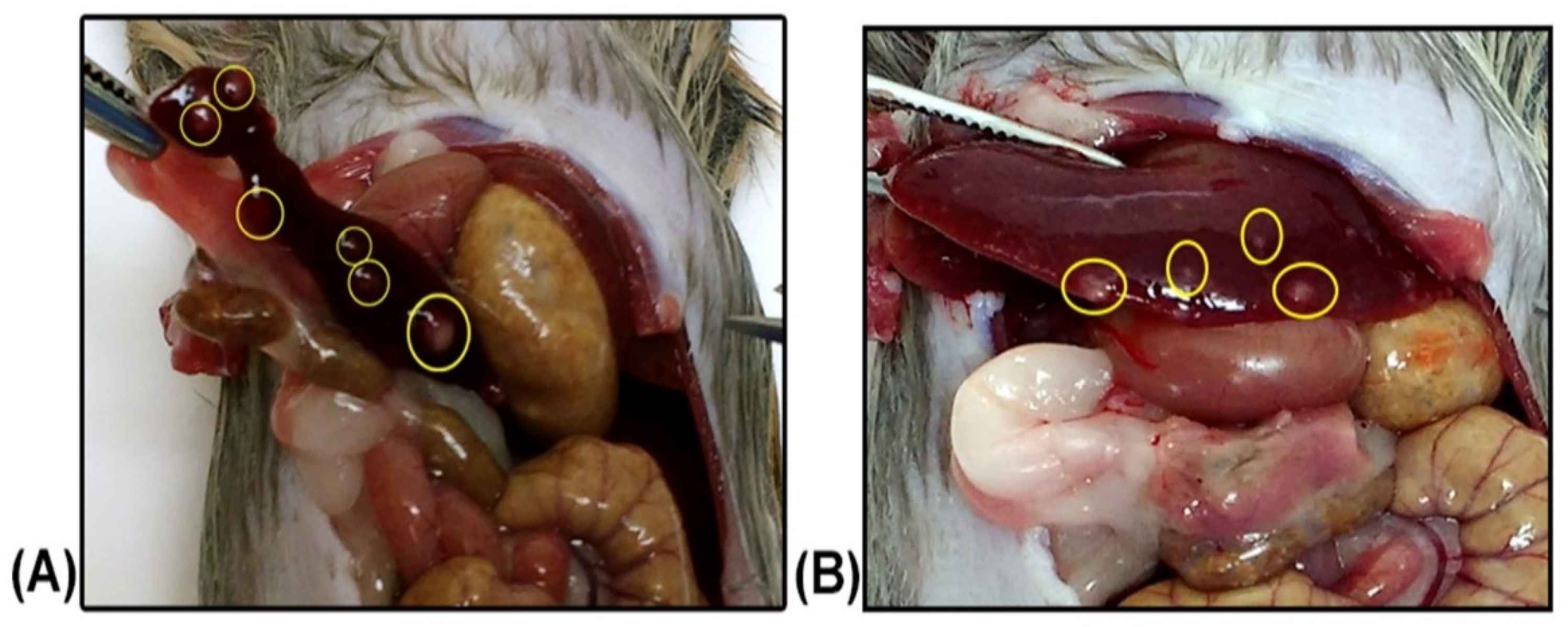 Pathogens 11 00688 g002