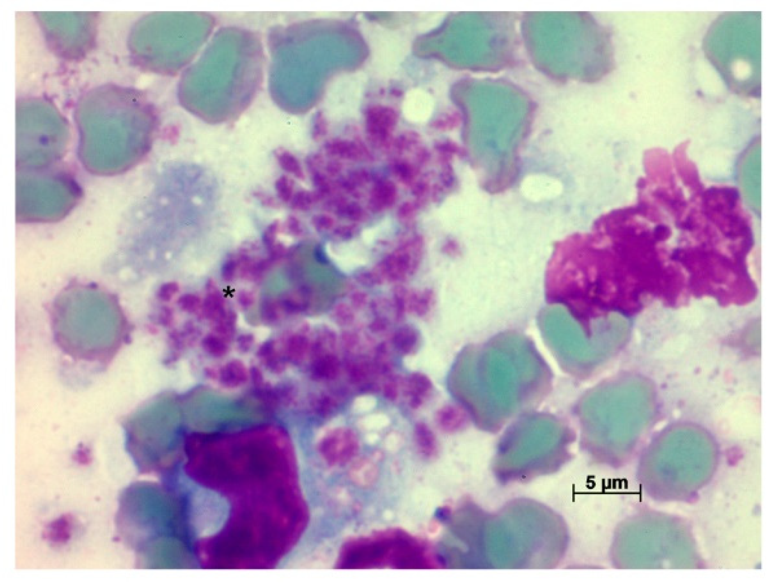 Pathogens 11 00688 g003