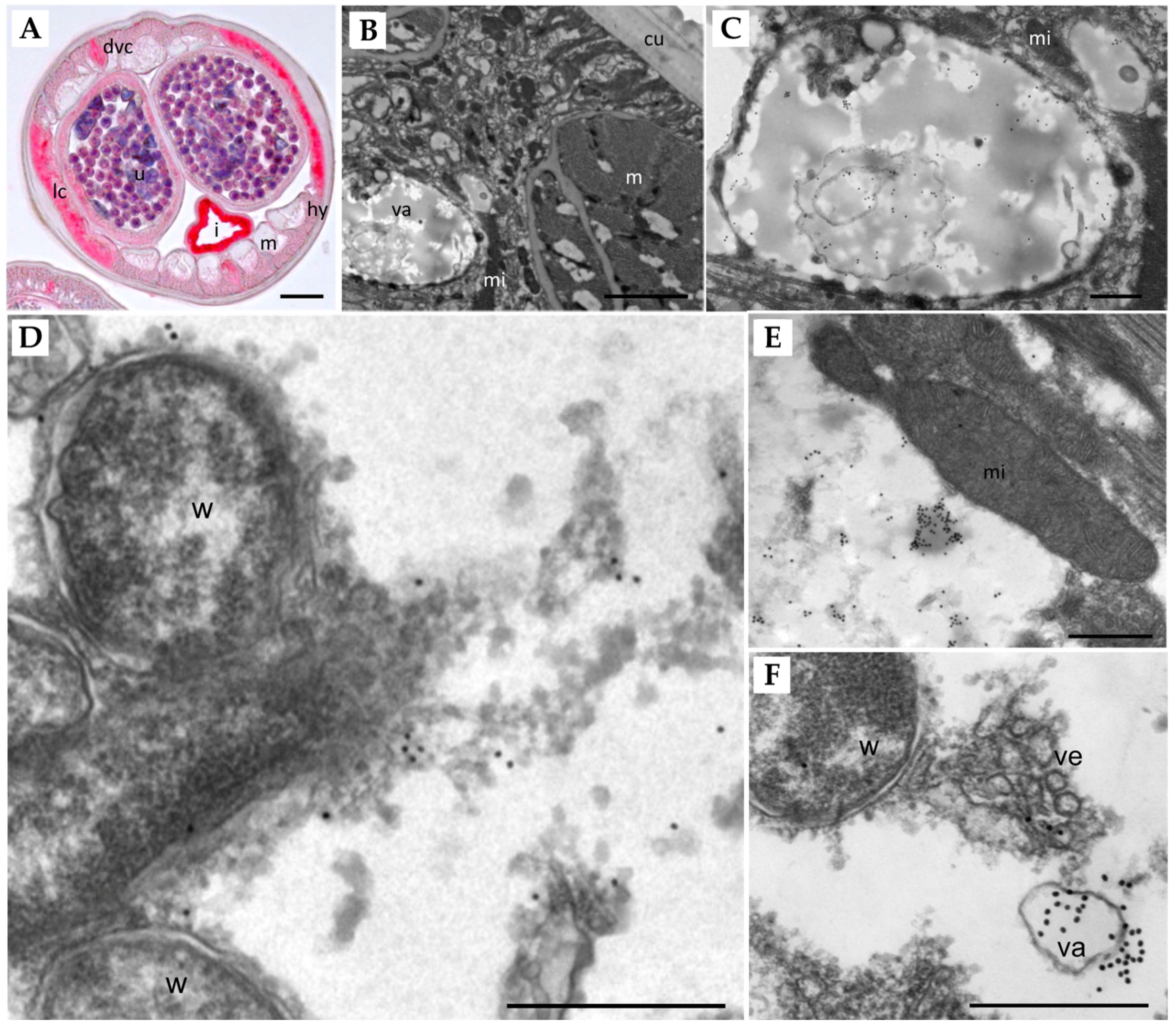 Pathogens 11 00707 g004