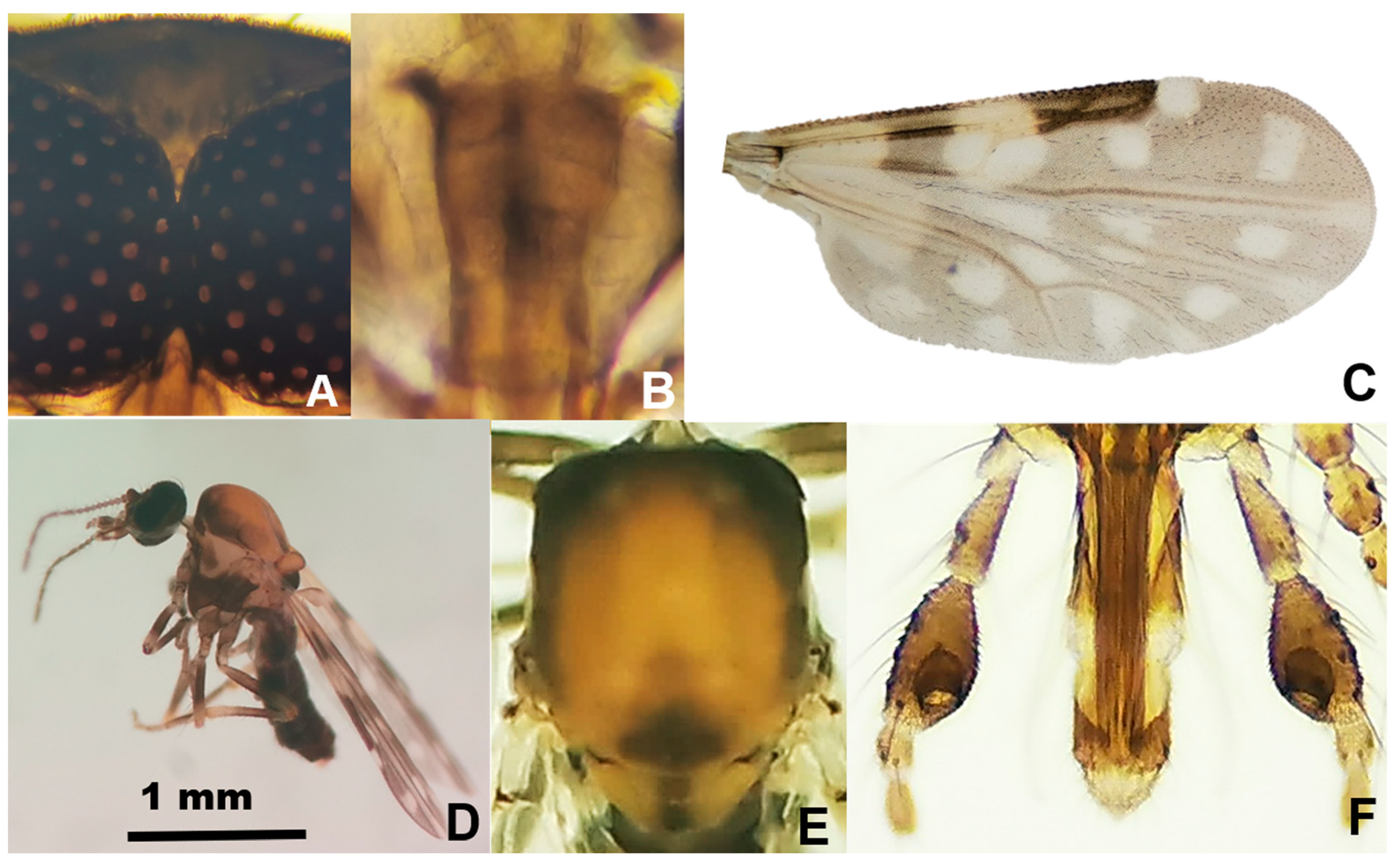 Pathogens 11 00714 g002